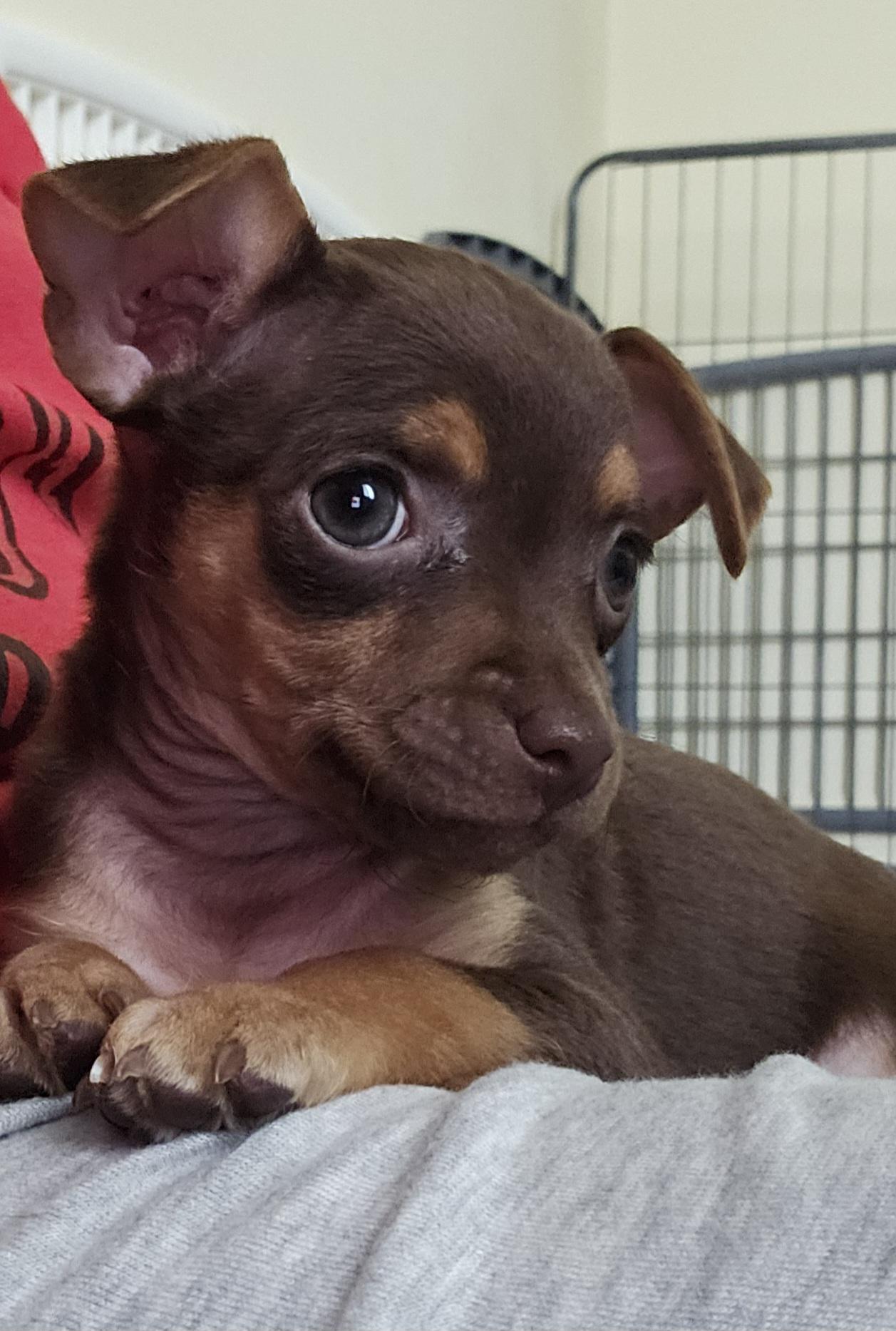 Crunch Chihuahua Dog