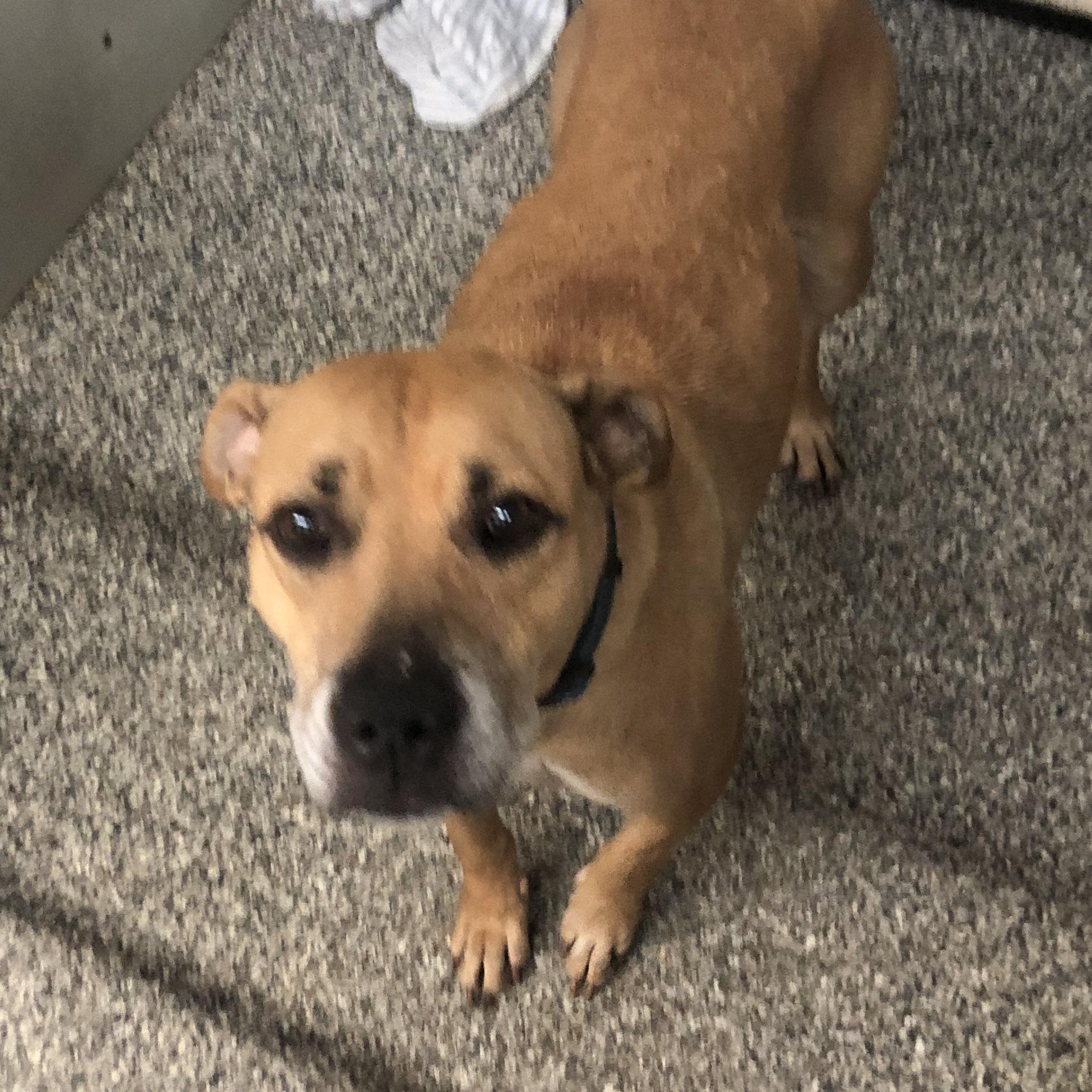 Enlarge Grace, an adoptable mixed breed in Parma, OH image 3/3