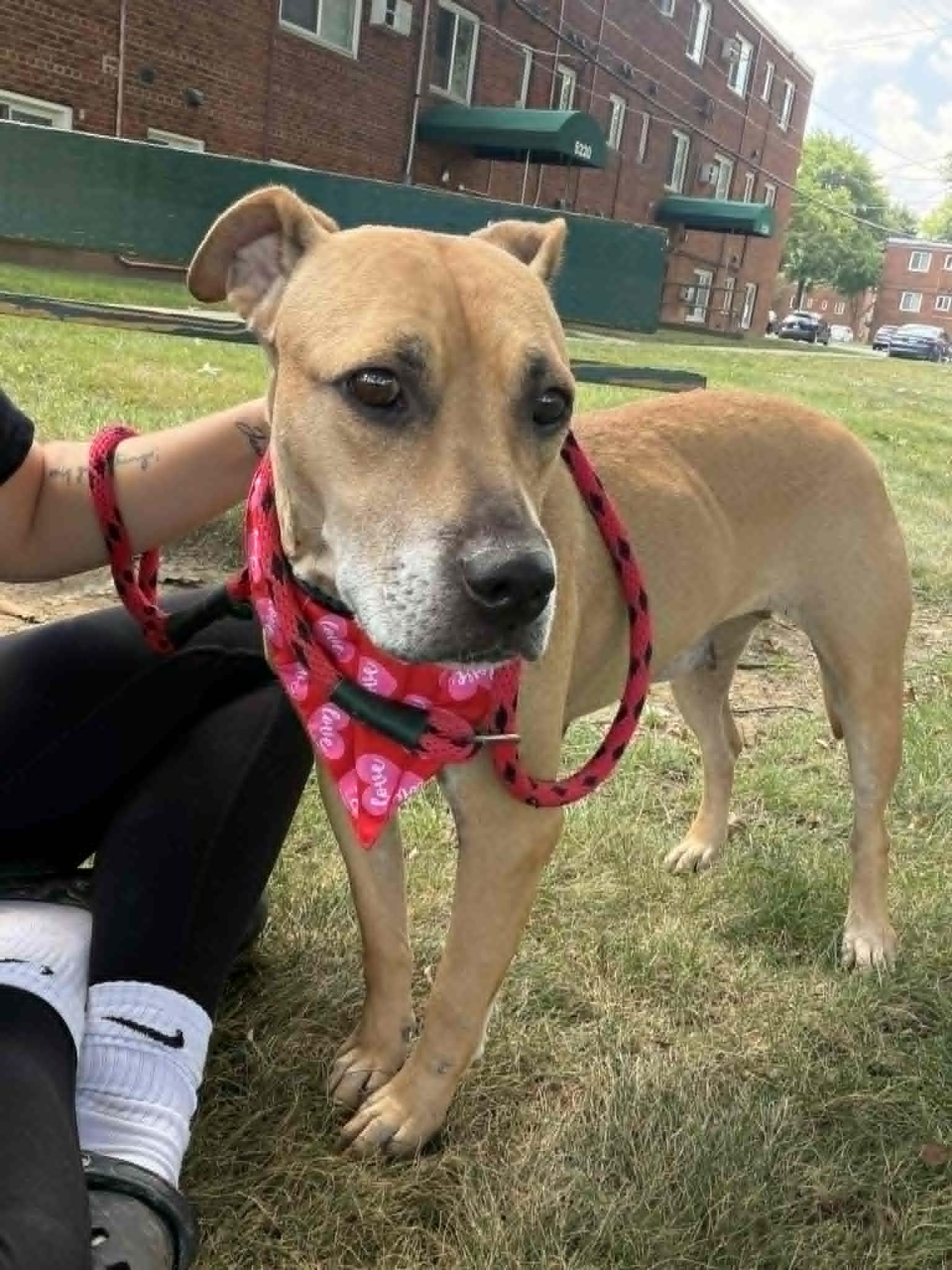 Grace, adoptable, Adult Female Mountain Cur.