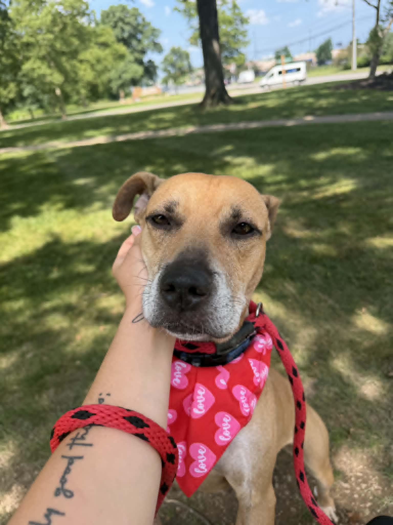 Enlarge Grace, an adoptable mixed breed in Parma, OH image 2/3