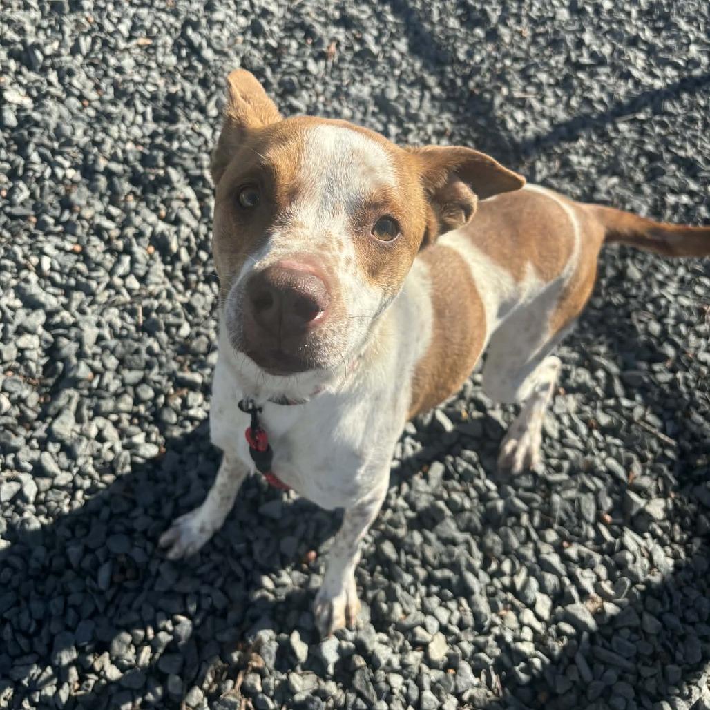 Fluffernutter, Adoptable, Adult Female Mixed Breed.