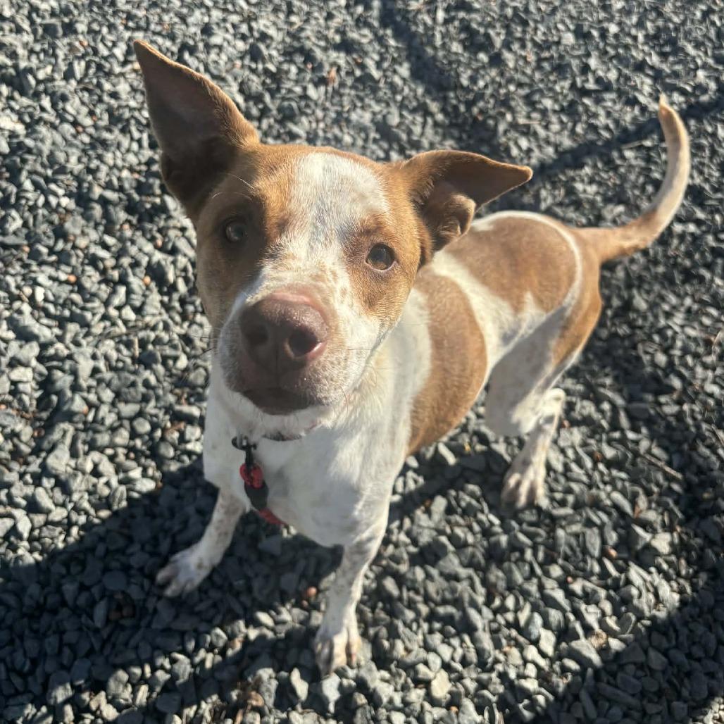 Enlarge Fluffernutter, a Adoptable Mixed Breed in Winston-Salem, NC image 2/5
