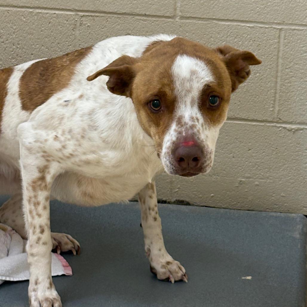 Enlarge Fluffernutter, a Adoptable Mixed Breed in Winston-Salem, NC image 3/5