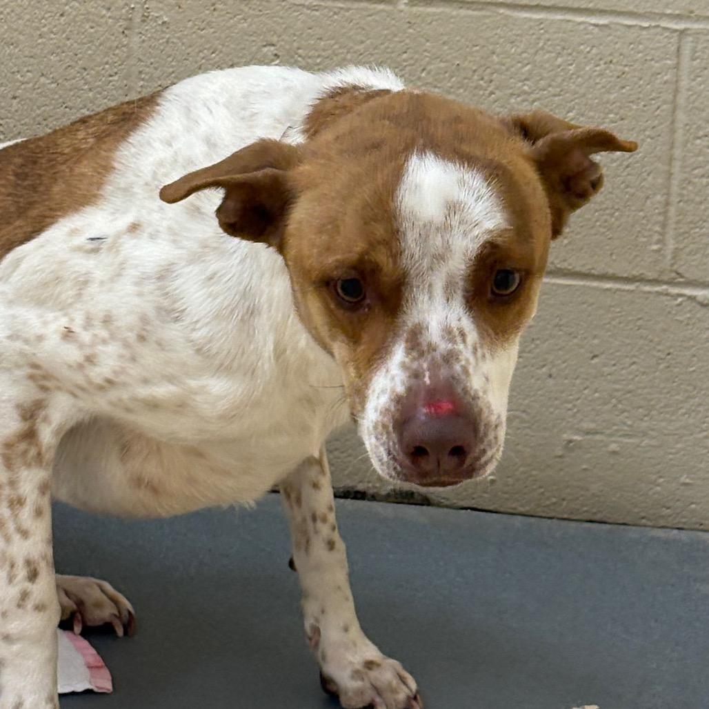 Enlarge Fluffernutter, a Adoptable Mixed Breed in Winston-Salem, NC image 4/5