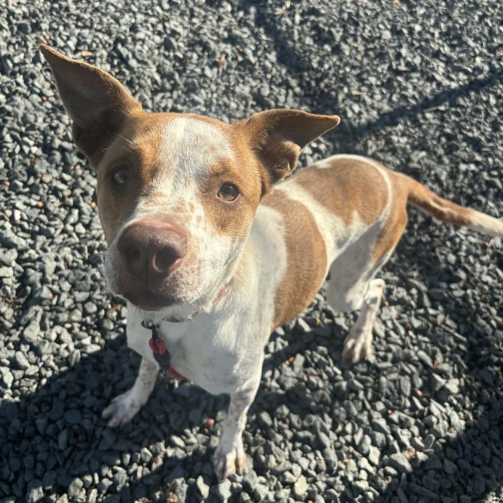 Enlarge Fluffernutter, a Adoptable Mixed Breed in Winston-Salem, NC image 5/5
