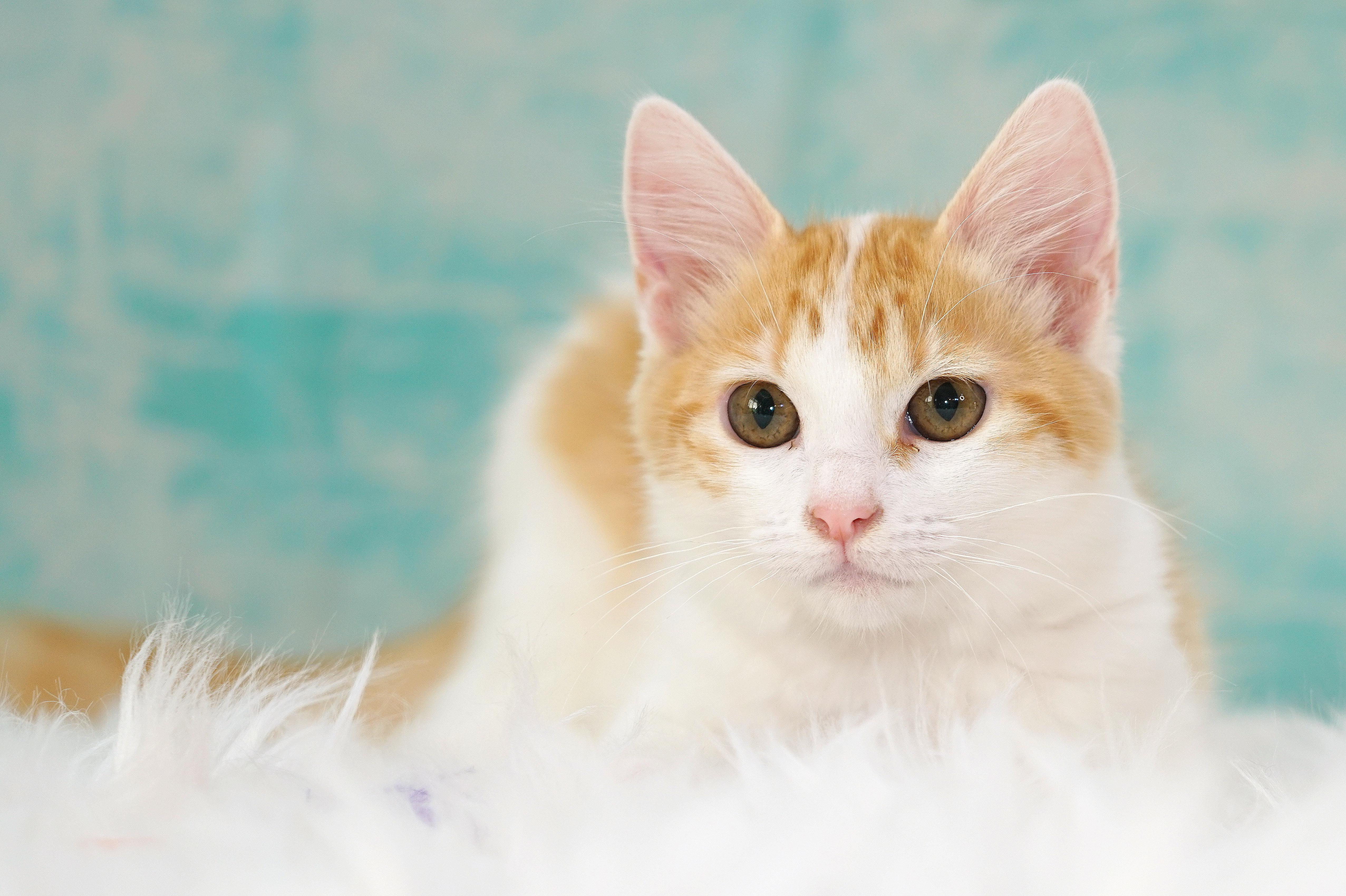 Enlarge Sidney, a Adopted Domestic Medium Hair in Rocklin, CA image 2/6