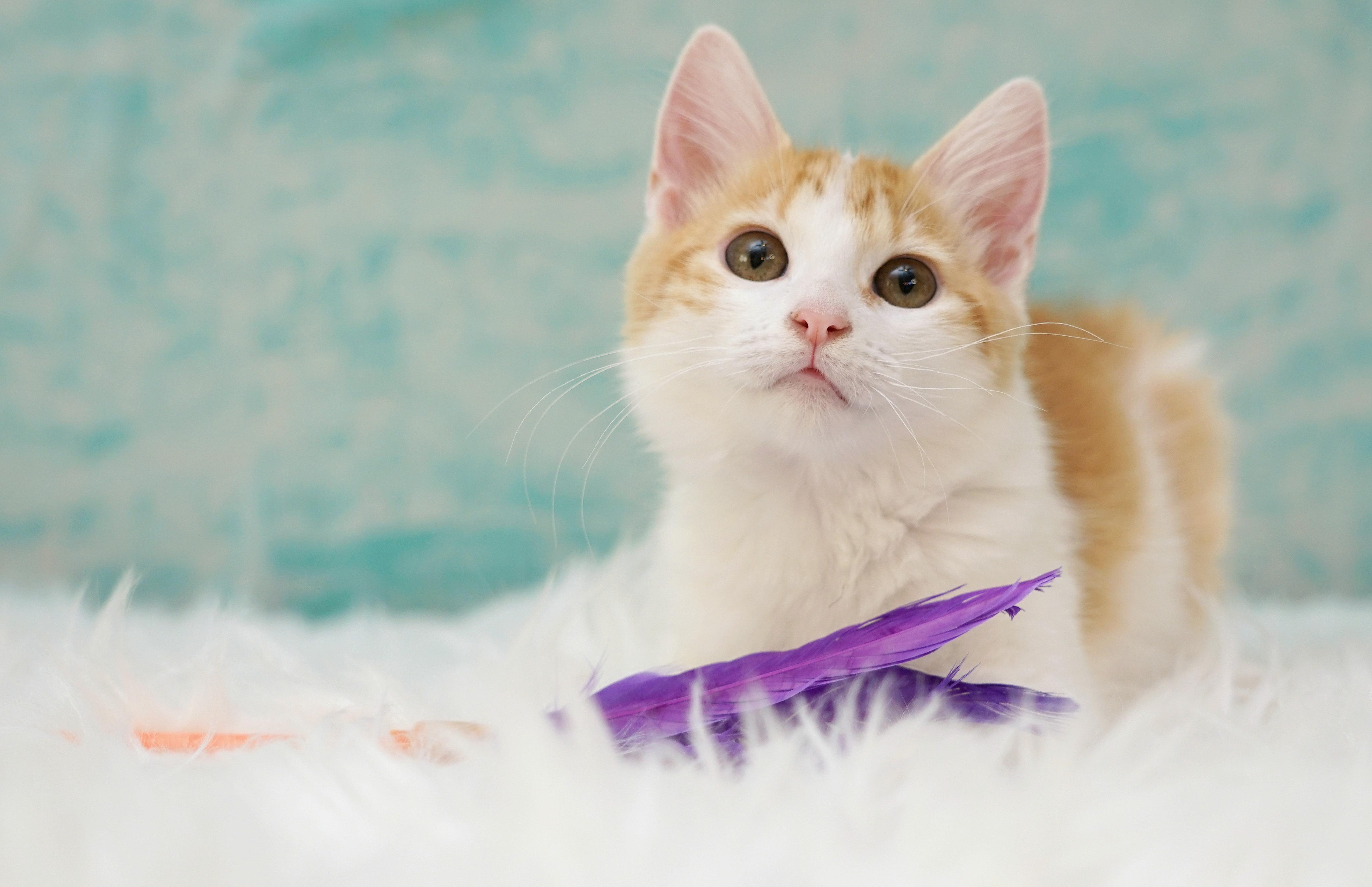 Sidney, Adopted, Kitten Male Domestic Medium Hair.