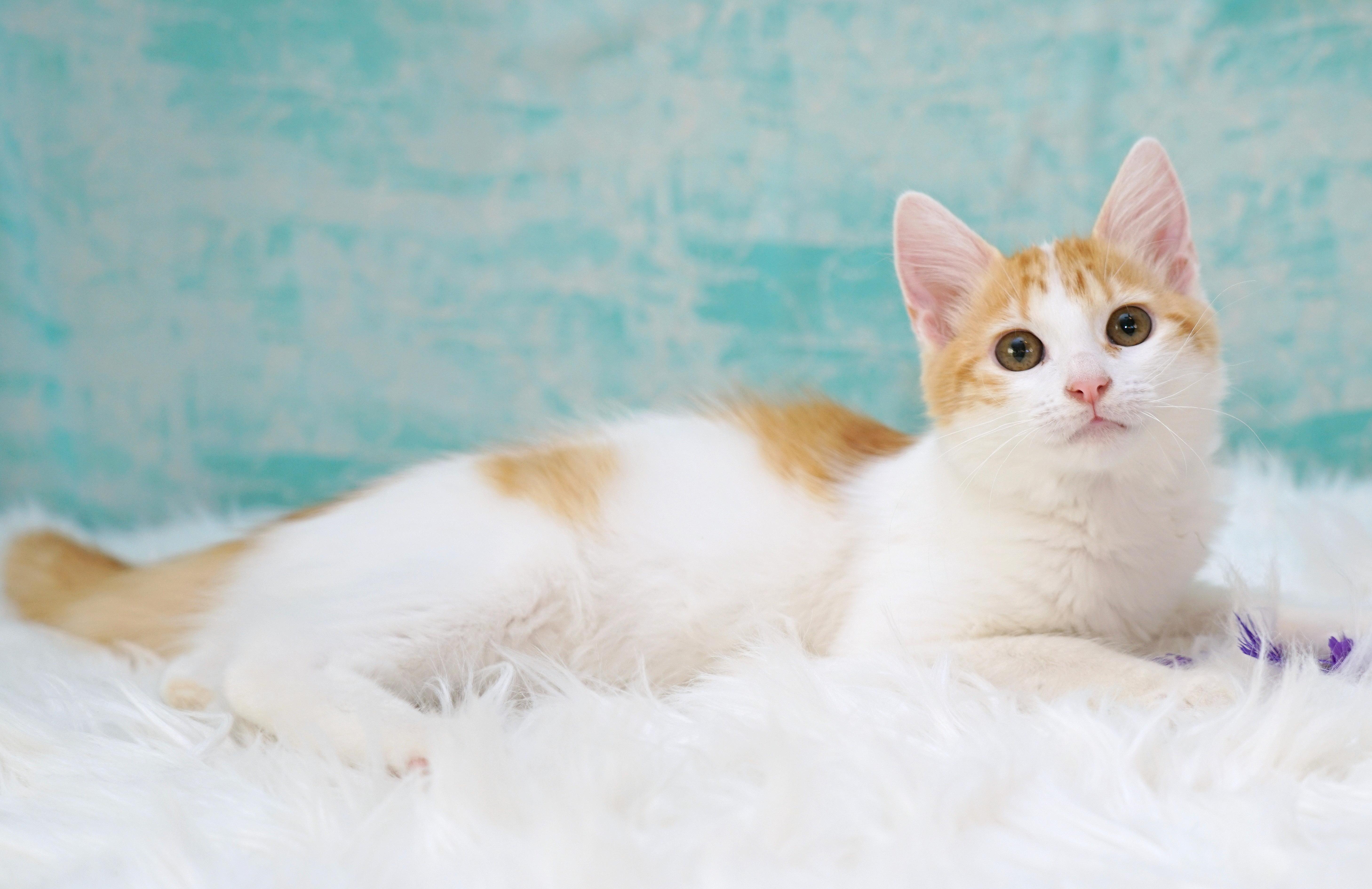 Enlarge Sidney, a Adopted Domestic Medium Hair in Rocklin, CA image 4/6