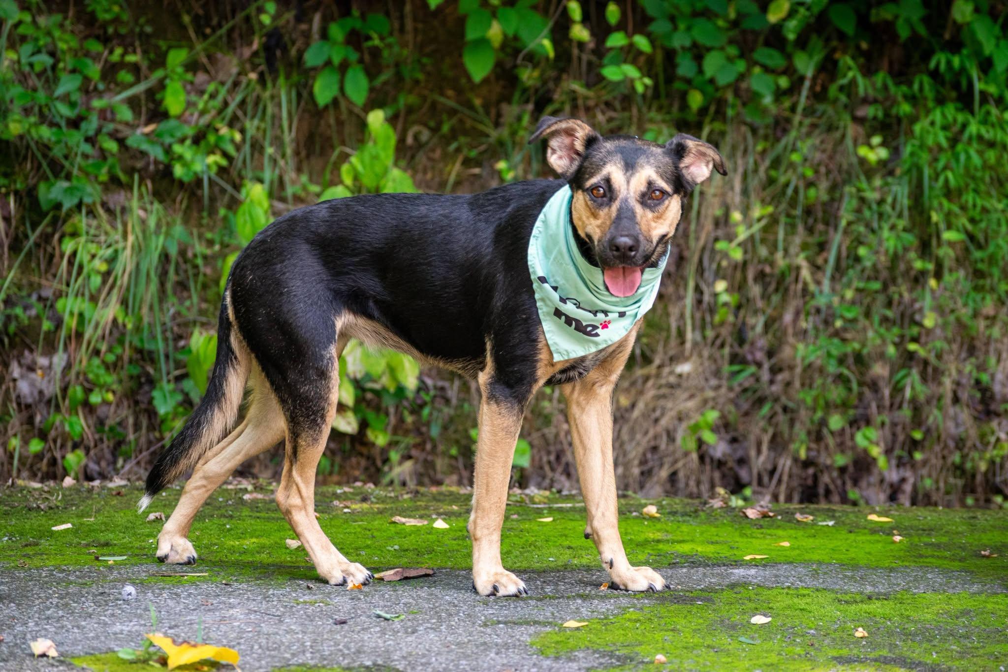 Emerald Jade, a ADOPTABLE Shepherd in Sevierville, TN image 3/4