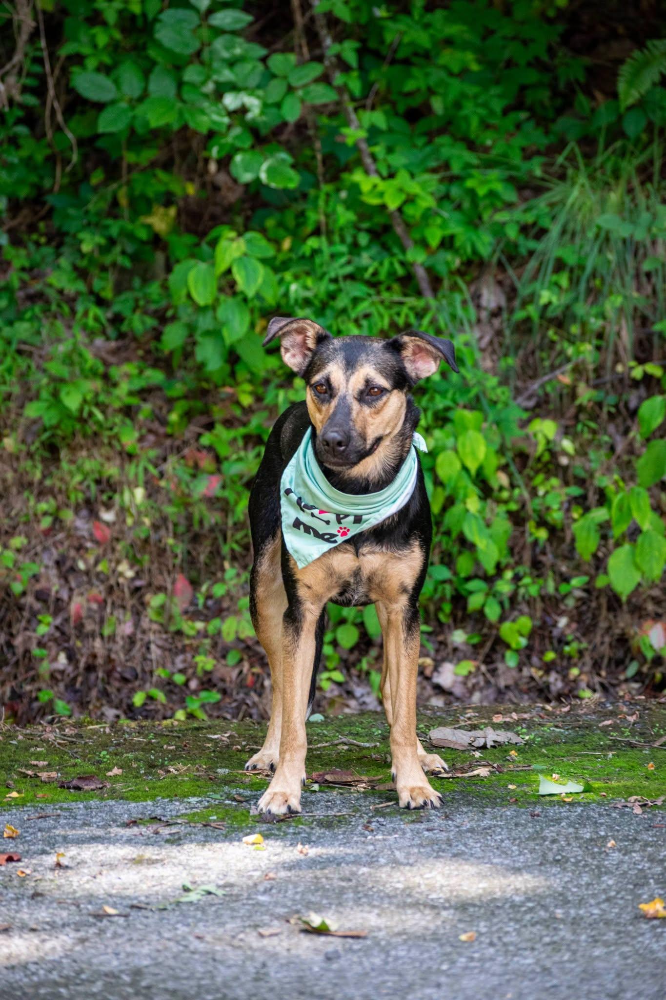 Emerald Jade, a ADOPTABLE Shepherd in Sevierville, TN image 2/4