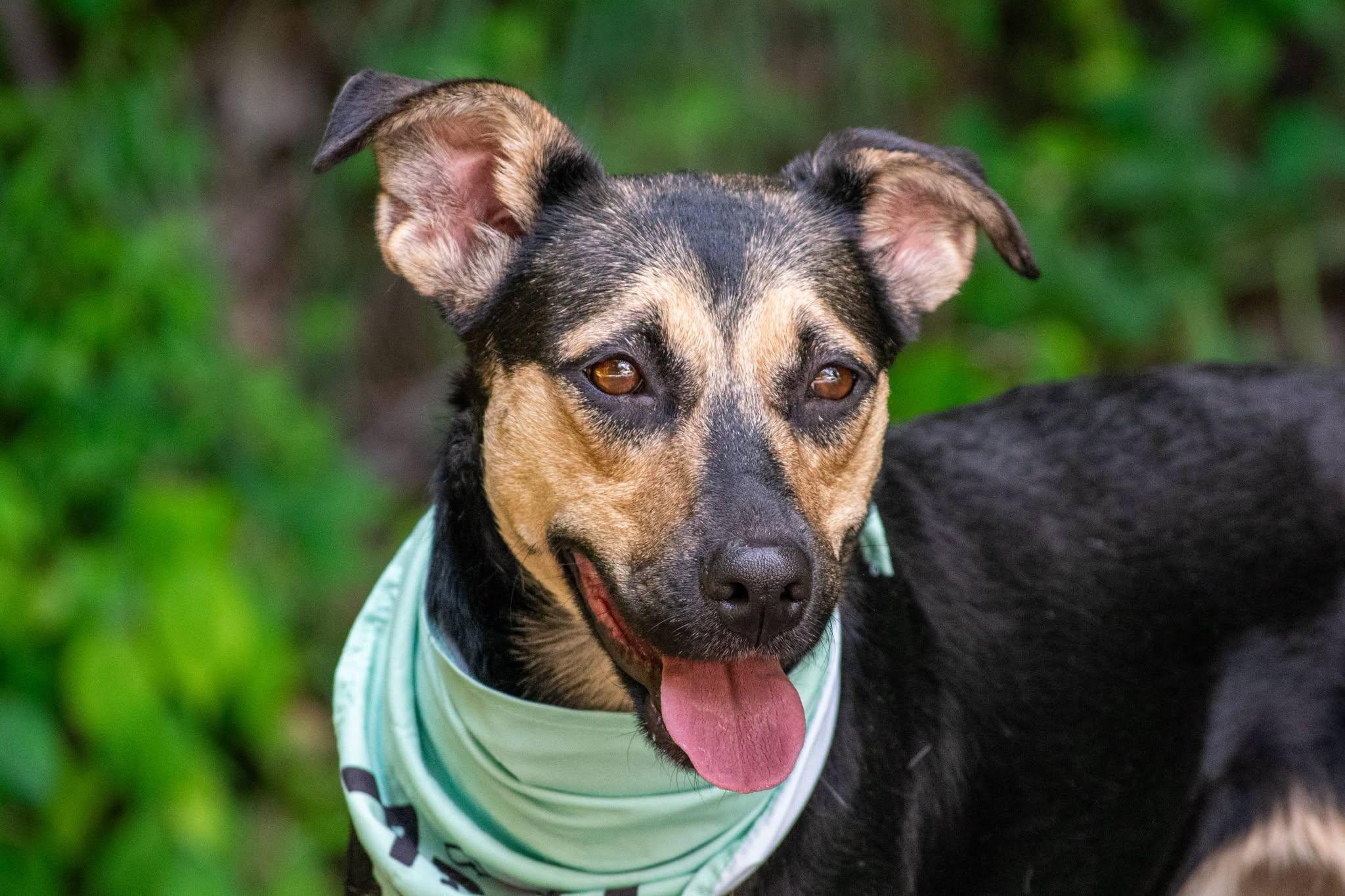 Emerald Jade, a ADOPTABLE Shepherd in Sevierville, TN image 4/4