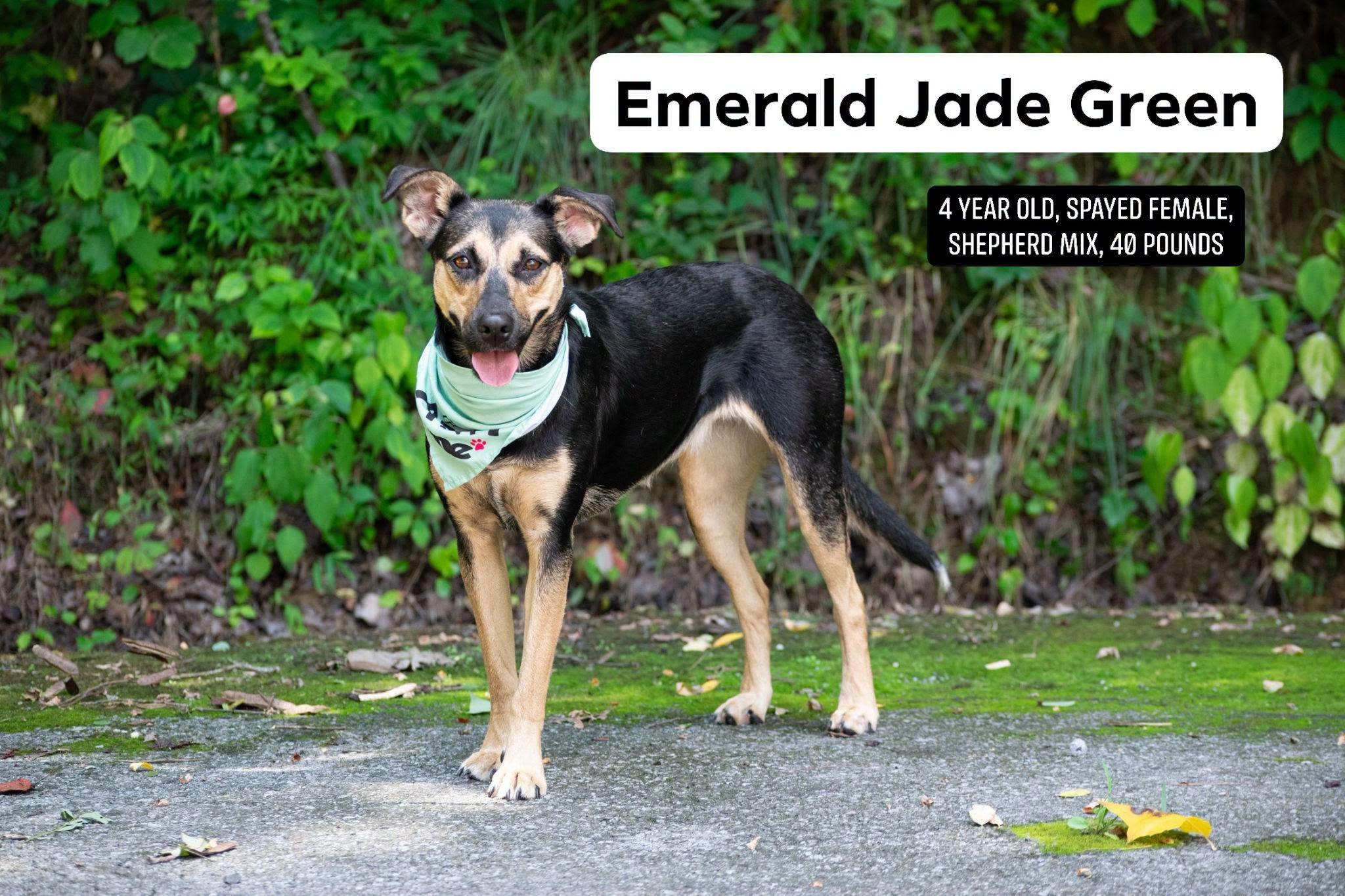 Emerald Jade, ADOPTABLE, Young Female Shepherd.