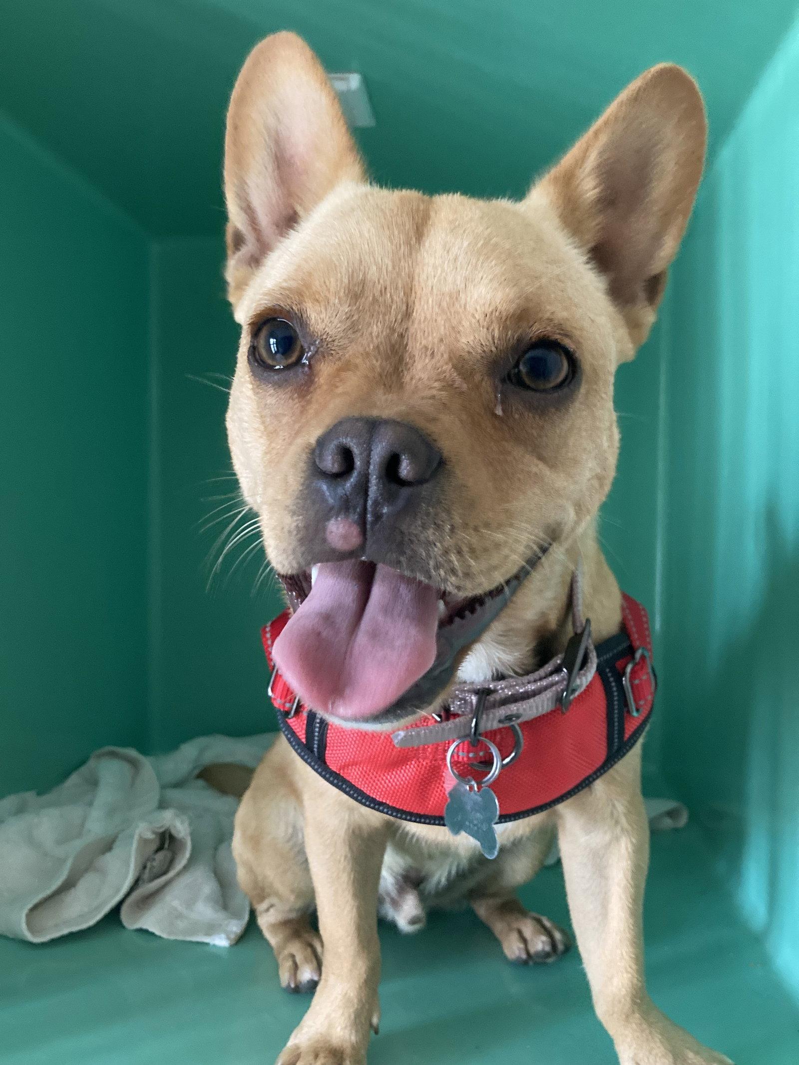 Leo, Adoptable, Adult Male French Bulldog.