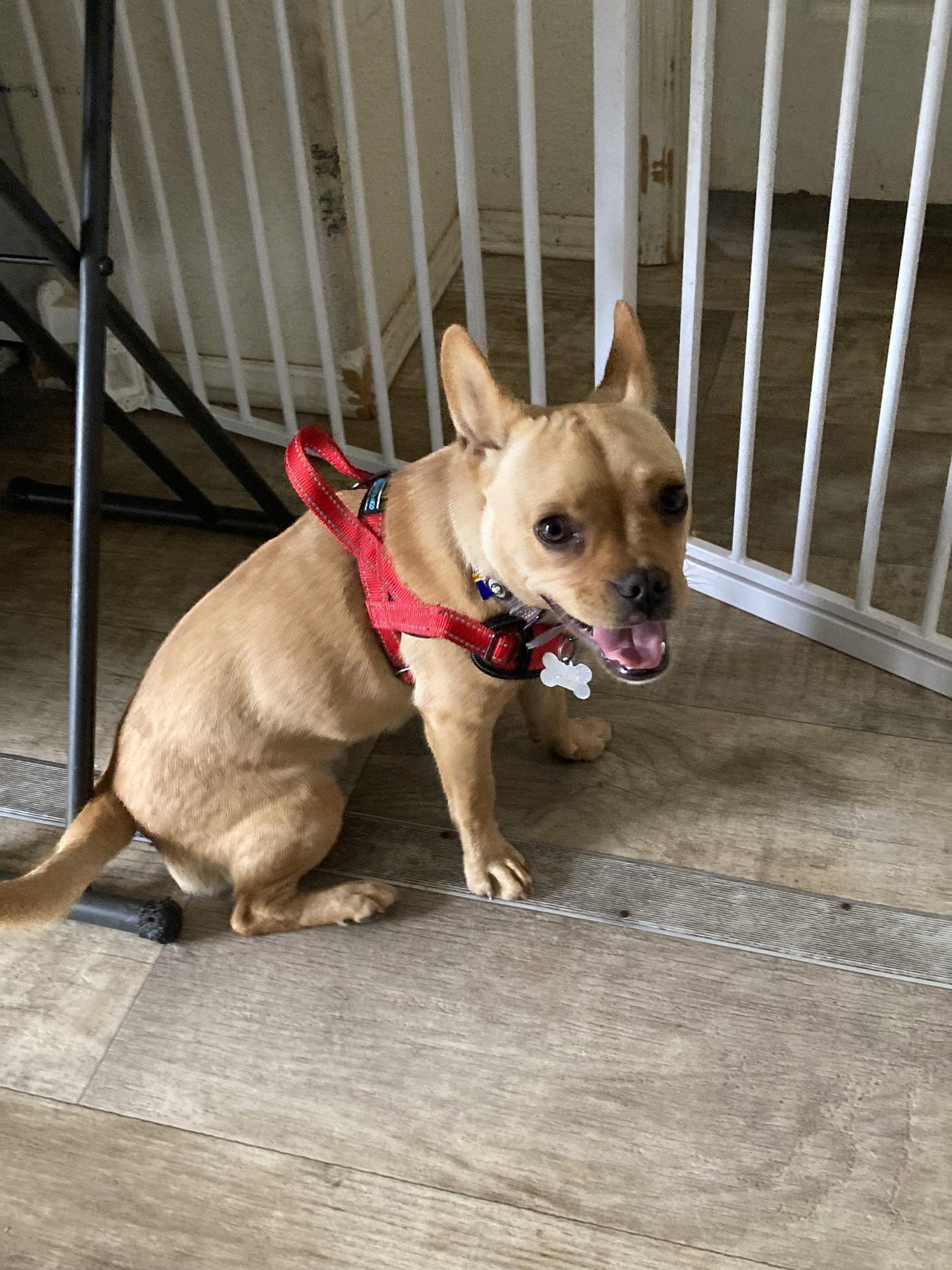 Leo, a Adoptable French Bulldog in San Diego, CA image 2/3