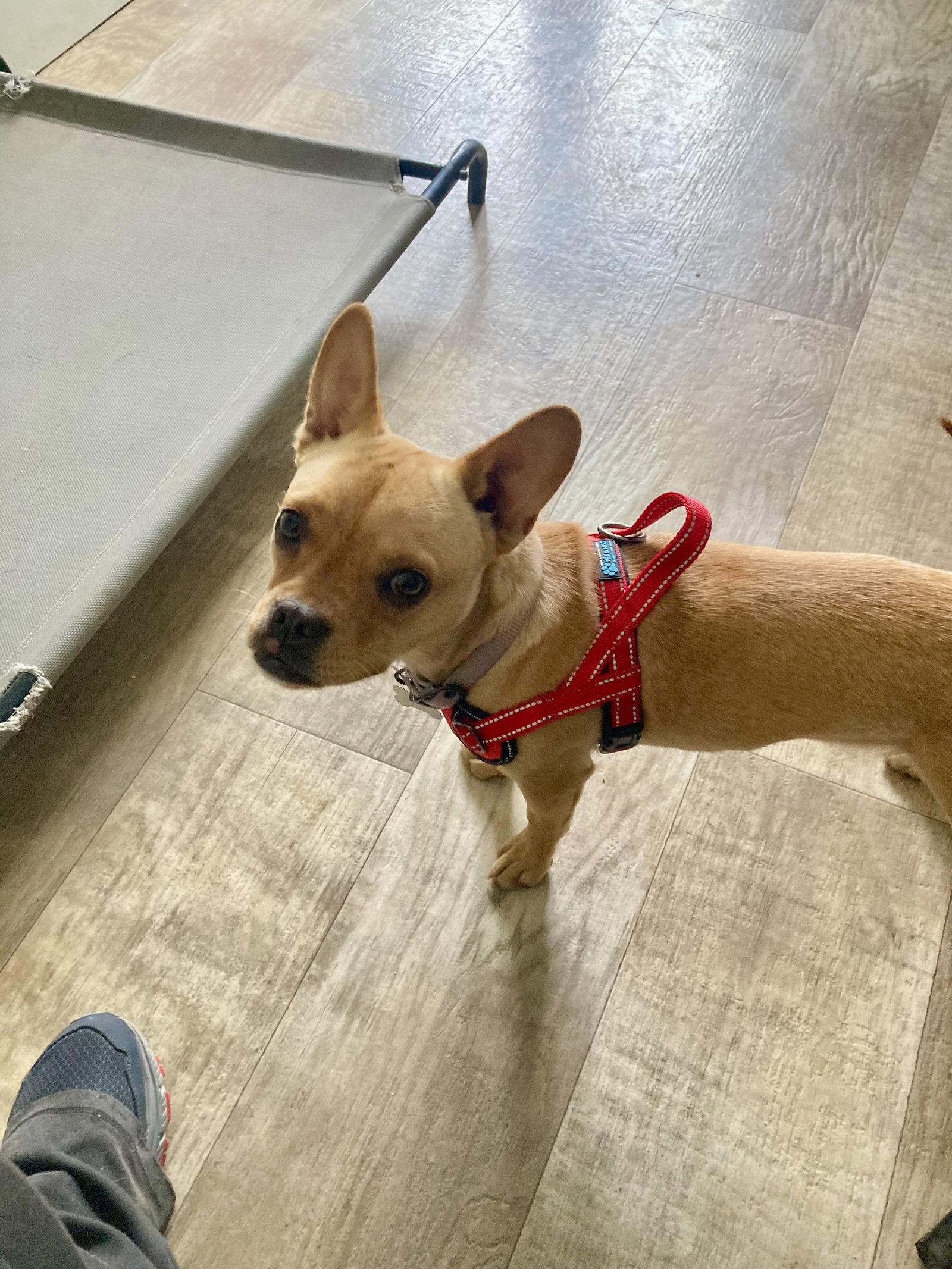 Leo, a Adoptable French Bulldog in San Diego, CA image 3/3