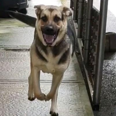 Diesel, a Adoptable mixed breed in Clay City, KY image 4/6
