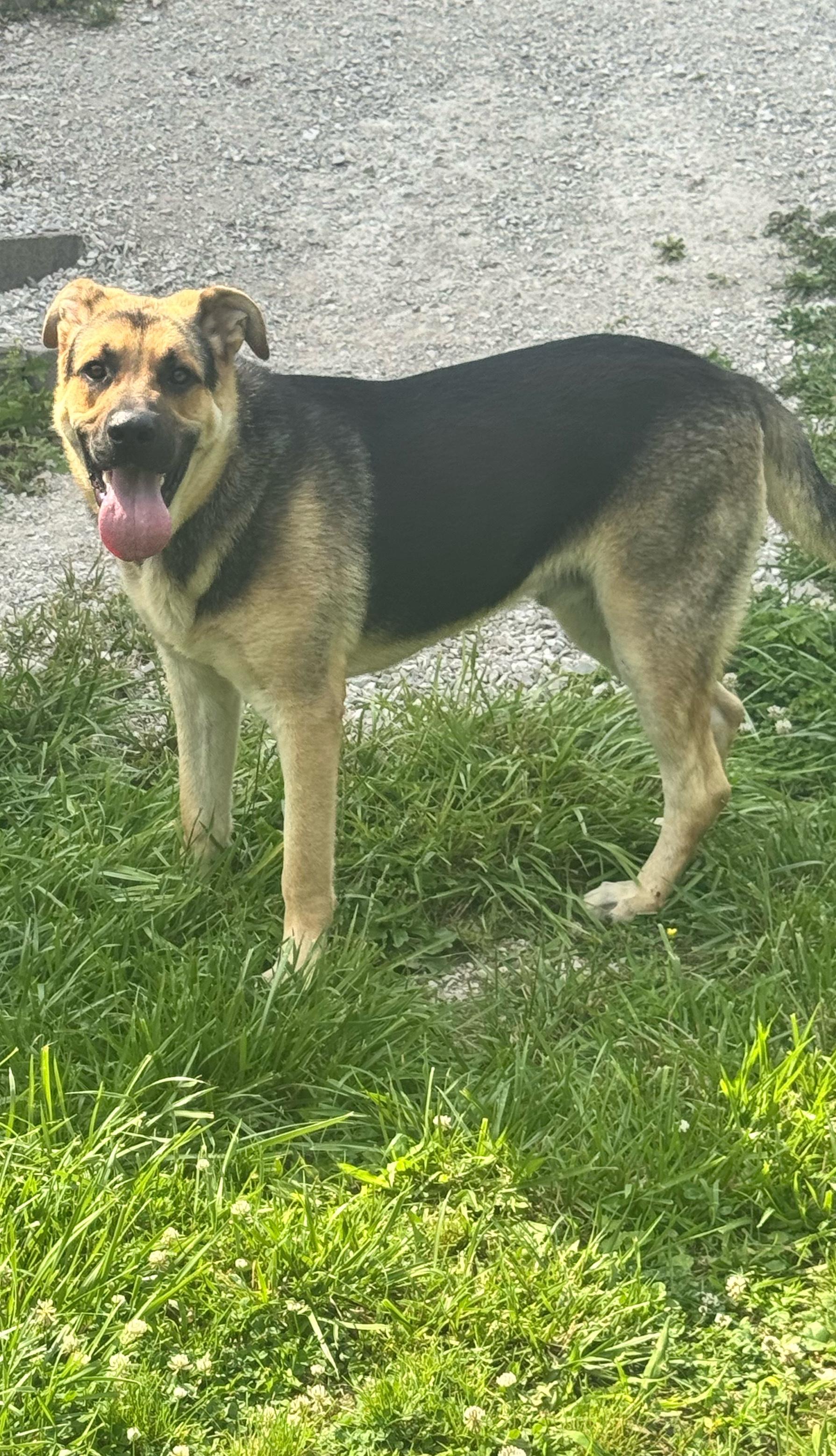 Diesel, a Adoptable mixed breed in Clay City, KY image 1/6