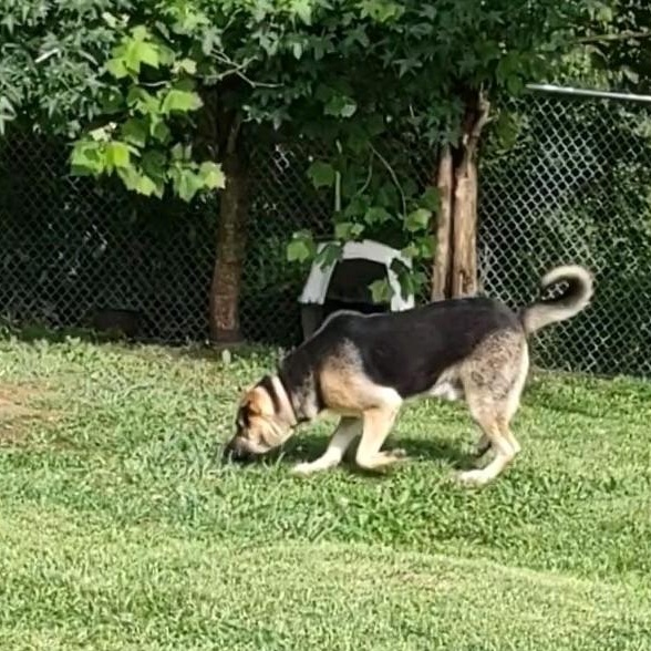 Diesel, a Adoptable mixed breed in Clay City, KY image 5/6