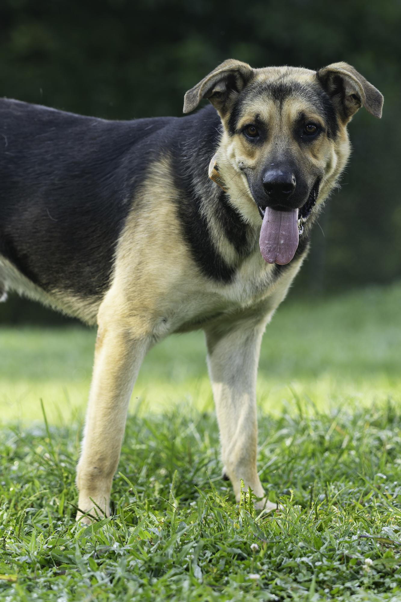 Diesel, a Adoptable mixed breed in Clay City, KY image 1/6