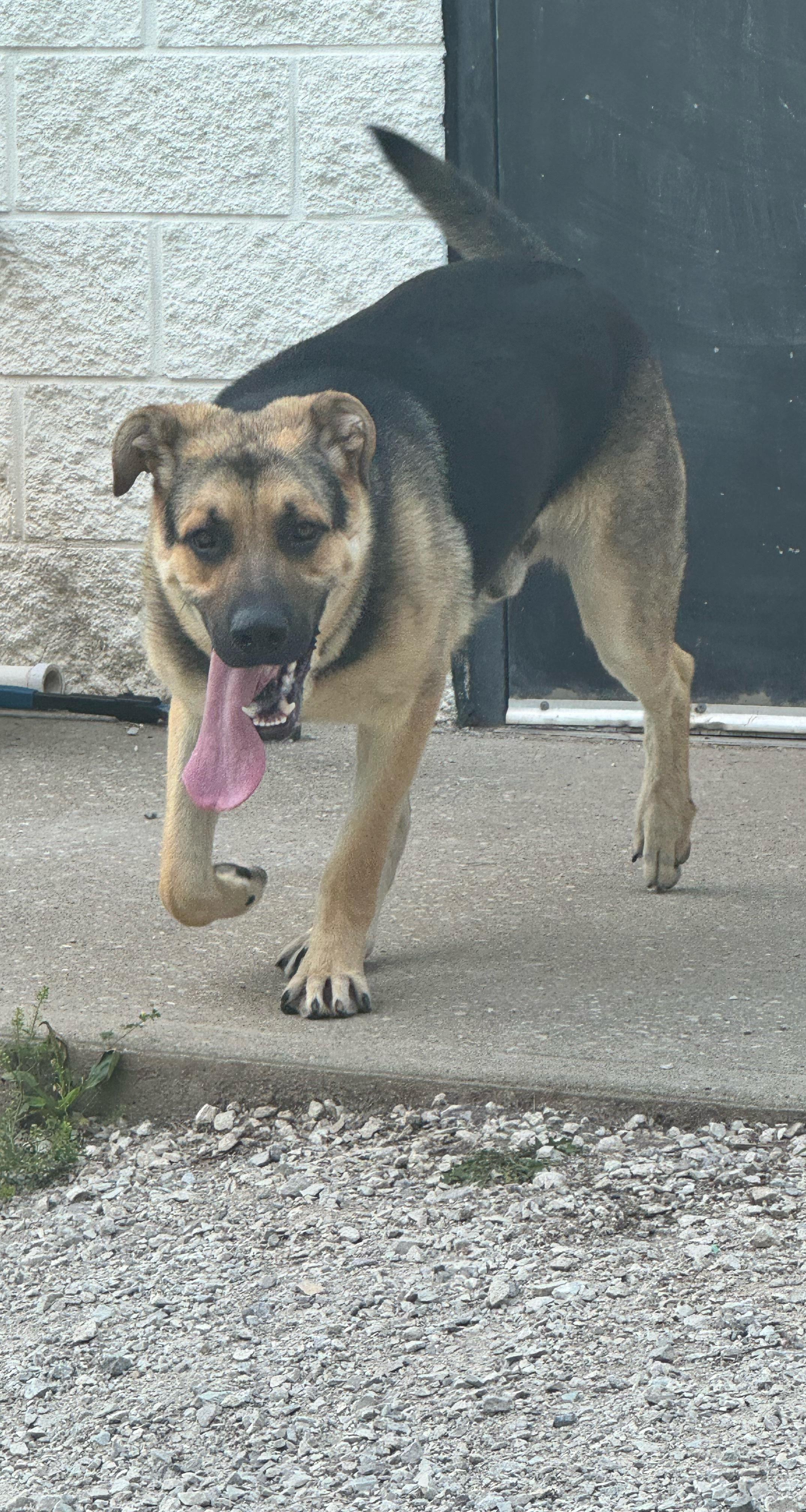 Diesel, a Adoptable mixed breed in Clay City, KY image 2/6