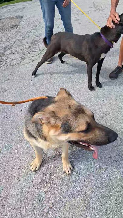 Enlarge Diesel, a Adoptable mixed breed in Clay City, KY video 6/6