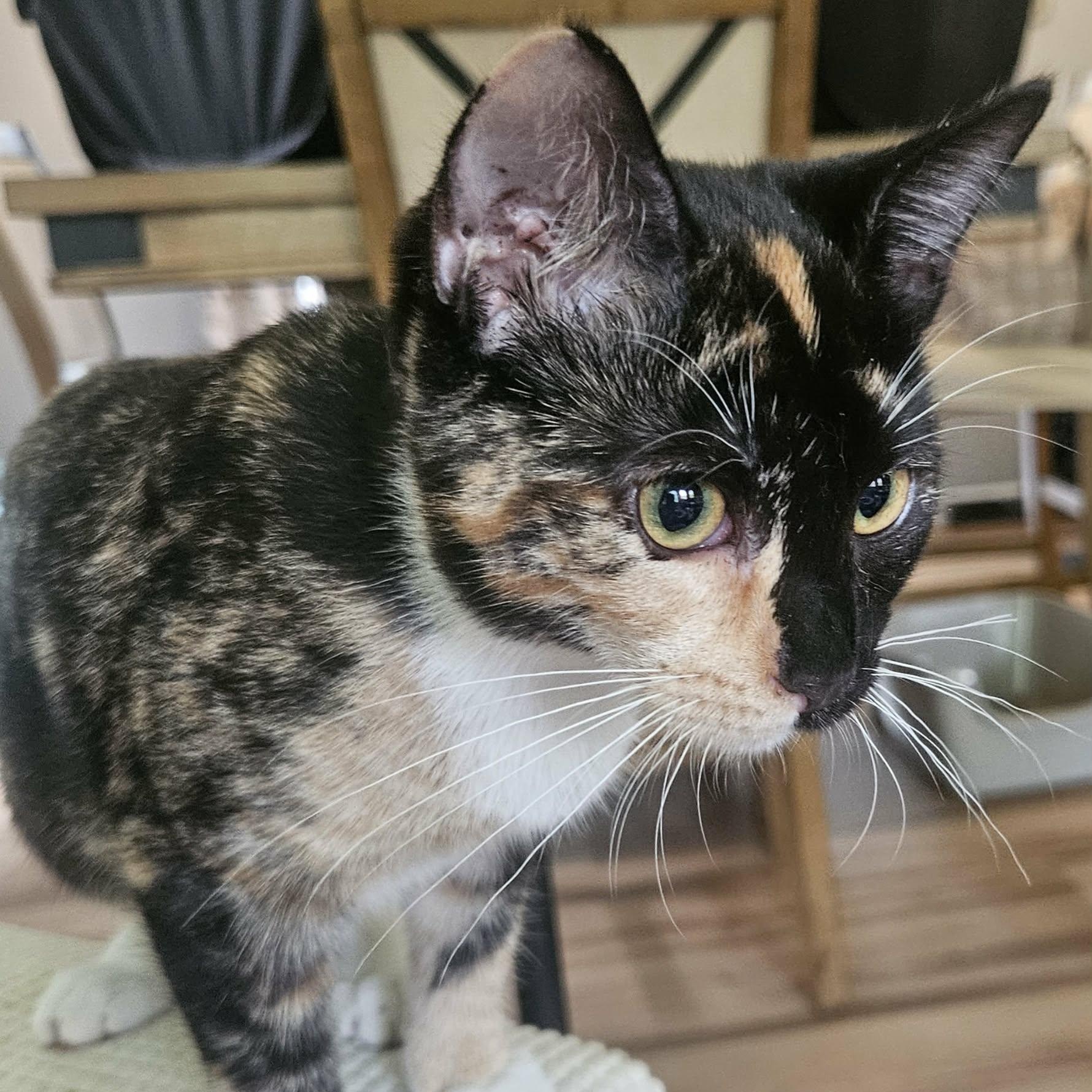Enlarge Belinda (Bonded with Caleb), a Adoptable Domestic Short Hair in Rochester, NY image 2/5