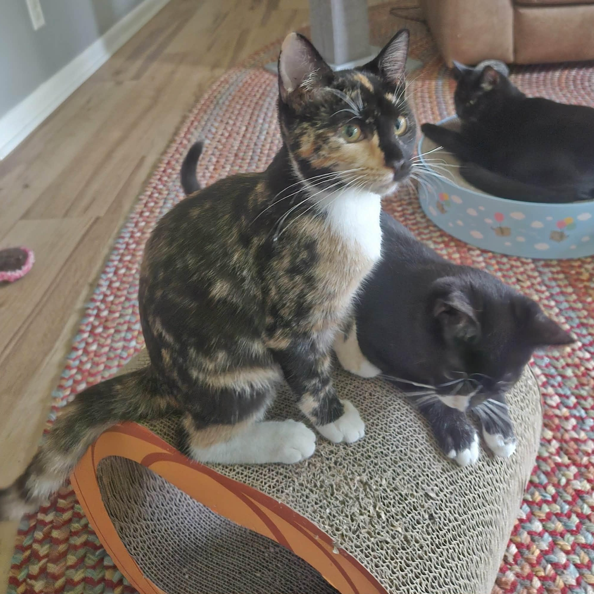 Enlarge Belinda (Bonded with Caleb), a Adoptable Domestic Short Hair in Rochester, NY image 3/5