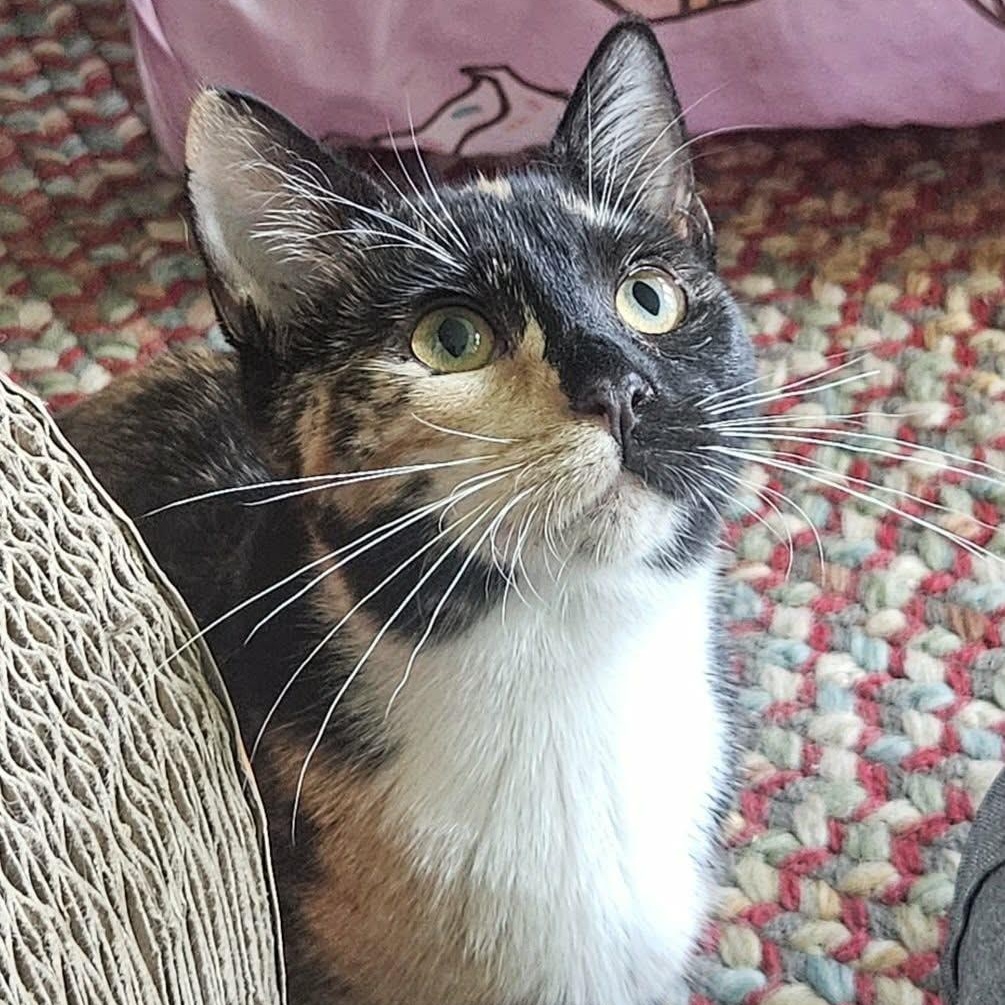 Enlarge Belinda (Bonded with Caleb), a Adoptable Domestic Short Hair in Rochester, NY image 1/5