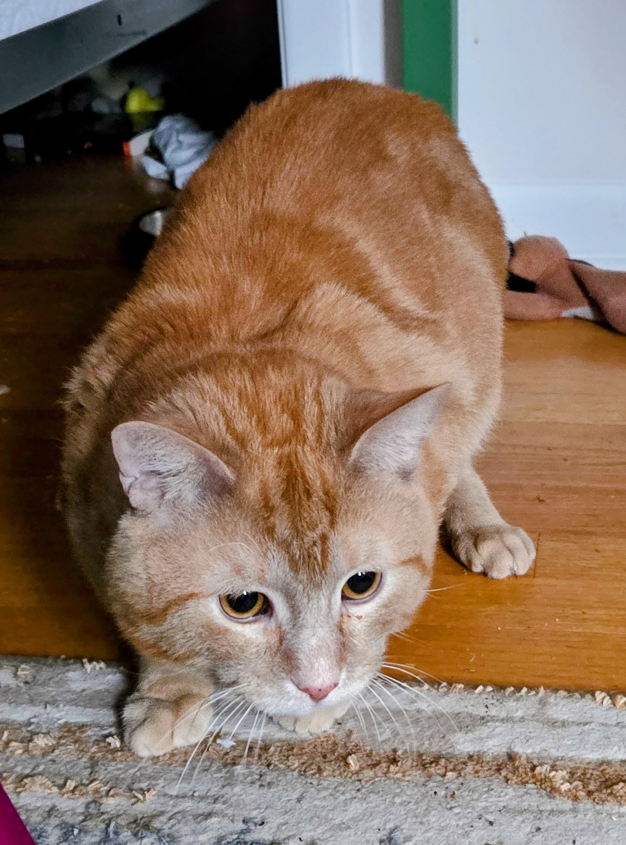 Enlarge Milo, a ADOPTABLE mixed breed in Mayfield, NY image 2/2