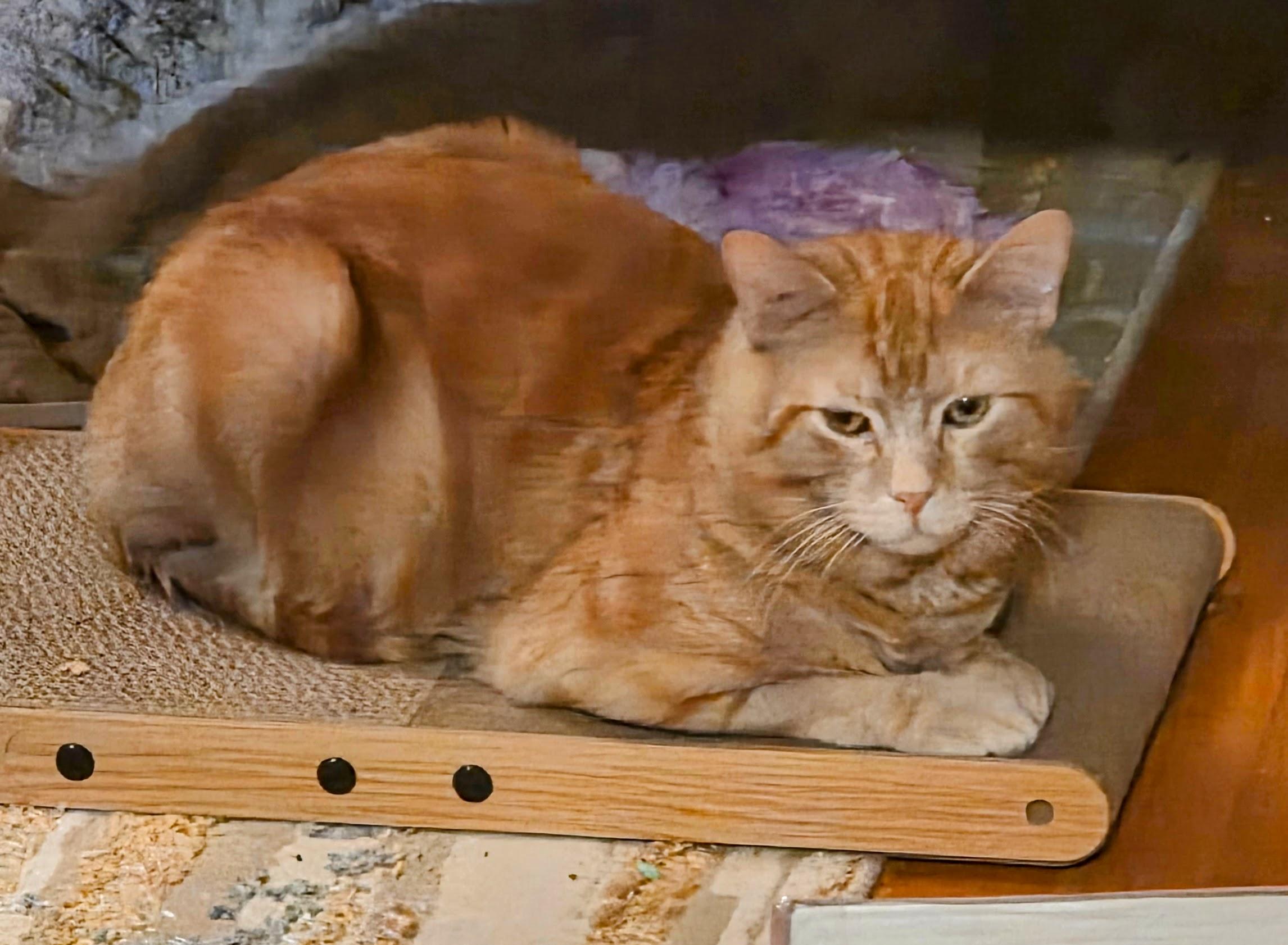 Enlarge Milo, a ADOPTABLE mixed breed in Mayfield, NY image 1/2