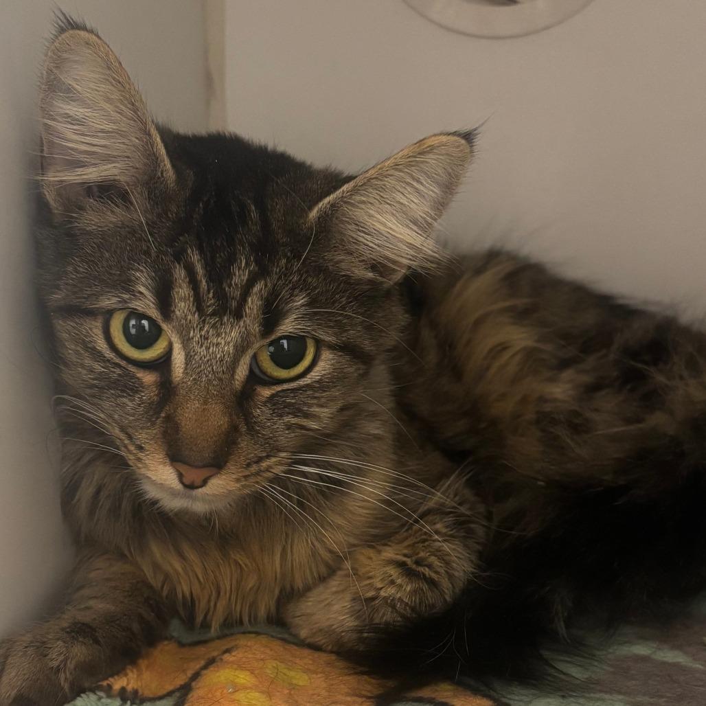 Enlarge Carol, a Adoptable Domestic Medium Hair in Naperville, IL image 1/2