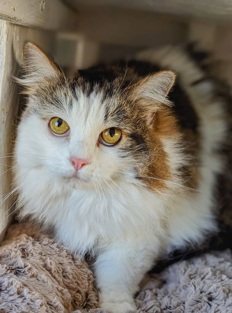 Tiffany, a Adopted Domestic Long Hair in Chuckey, TN image 1/2