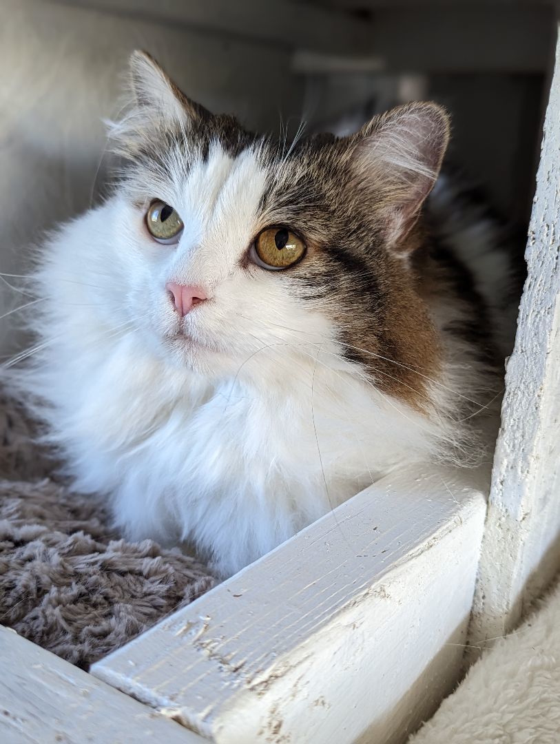 Tiffany, a Adopted Domestic Long Hair in Chuckey, TN image 2/2