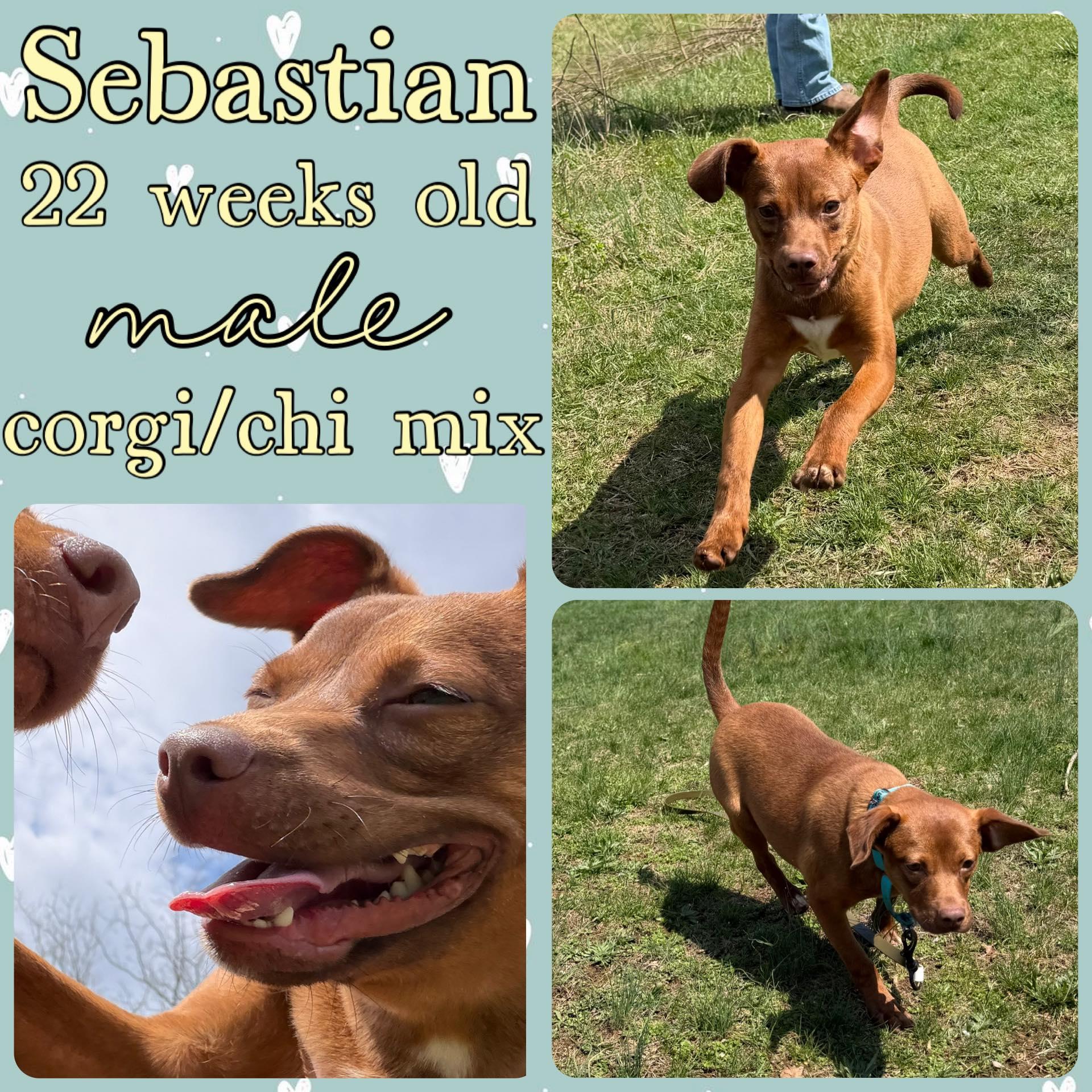 Sebastian, ADOPTABLE, Young Male Chihuahua.