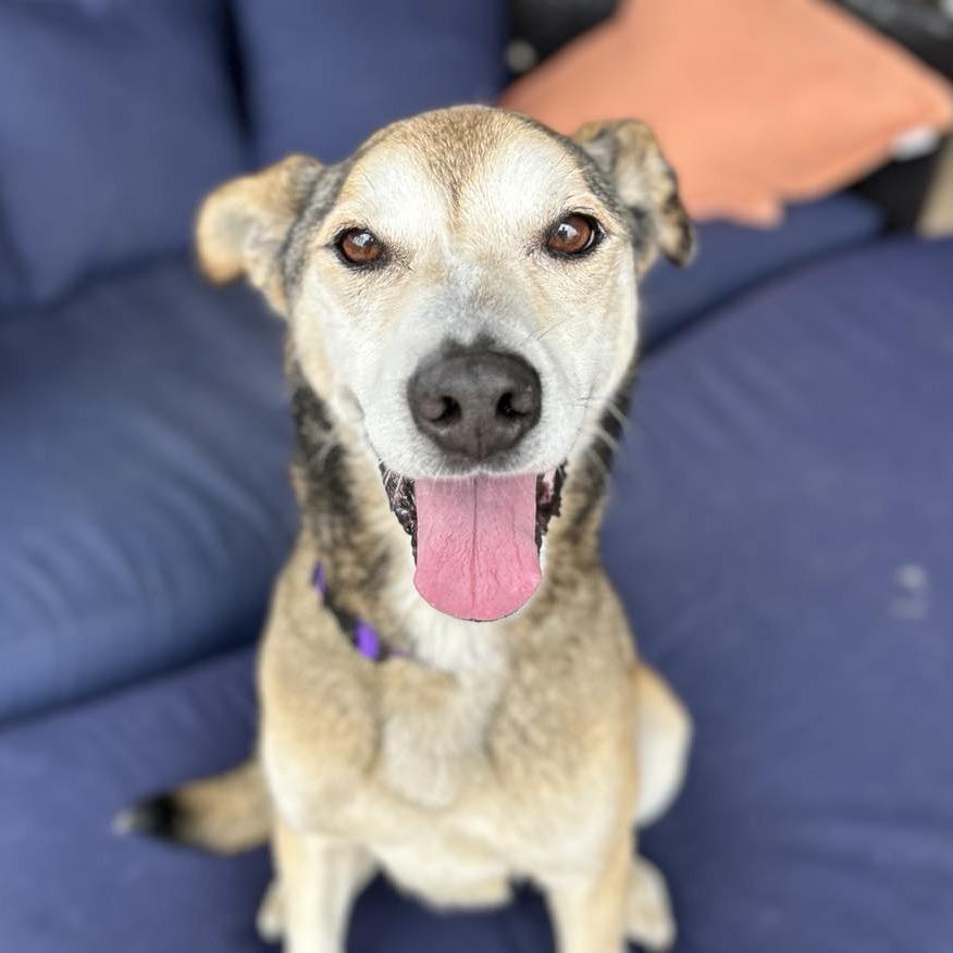 Rocky Comics, Adoptable, Senior Male Husky.