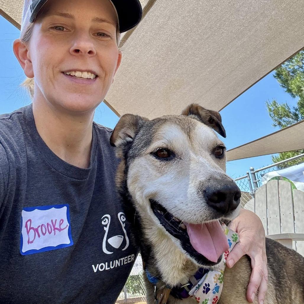 Rocky Comics, Adoptable, Senior Male Husky.