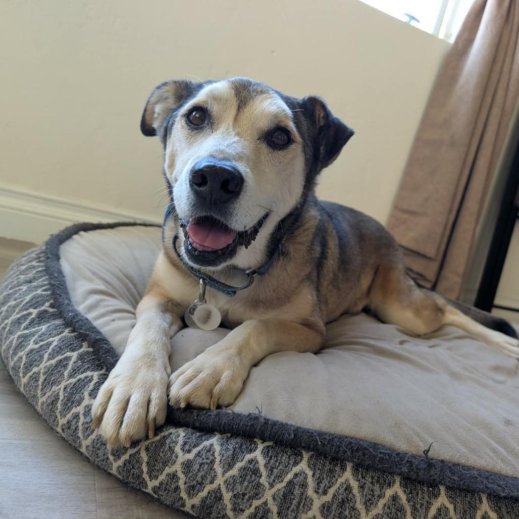 Enlarge Rocky Comics, a Adoptable Husky in Ramona, CA image 2/6