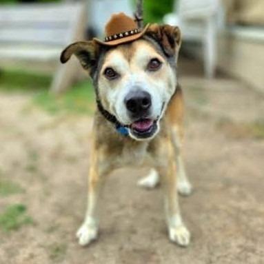 Enlarge Rocky Comics, a Adoptable Husky in Ramona, CA image 3/6