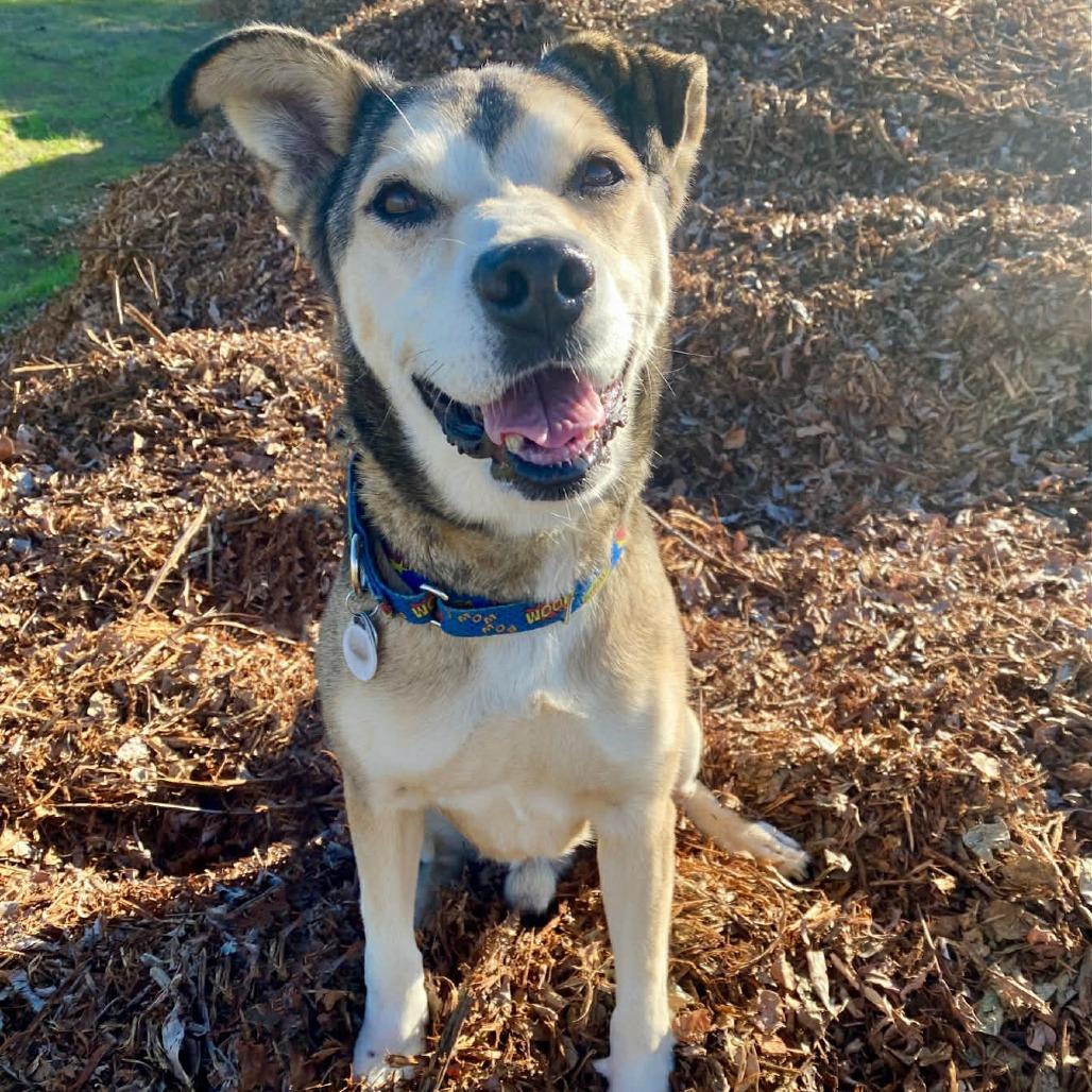 Enlarge Rocky Comics, a Adoptable Husky in Ramona, CA image 5/6