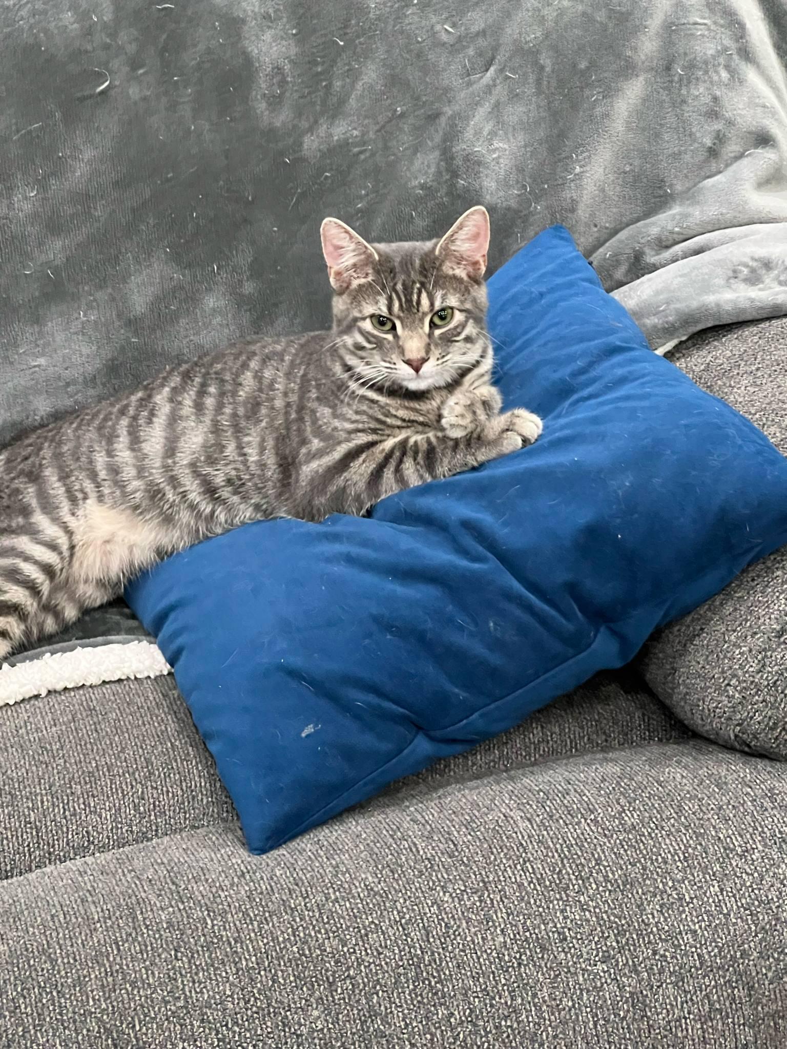 Levi