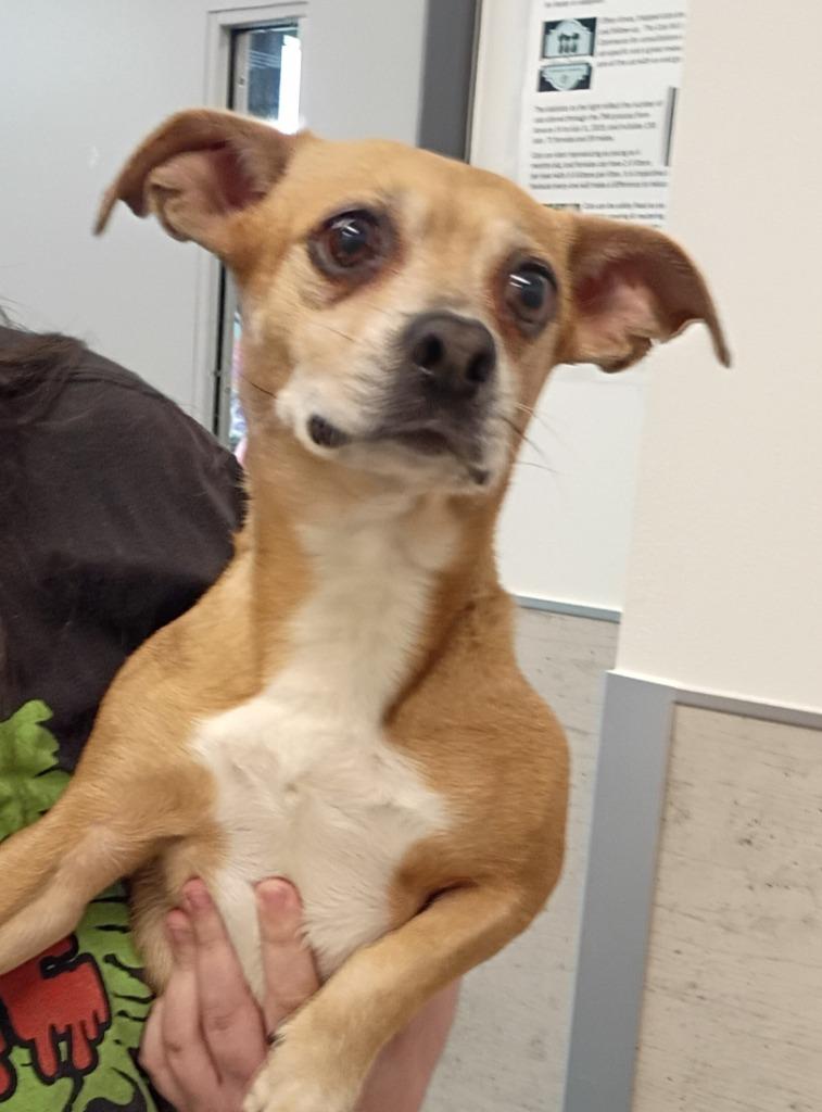 Sadie Sue, a Adoptable mixed breed in Clarksville, TN image 1/2