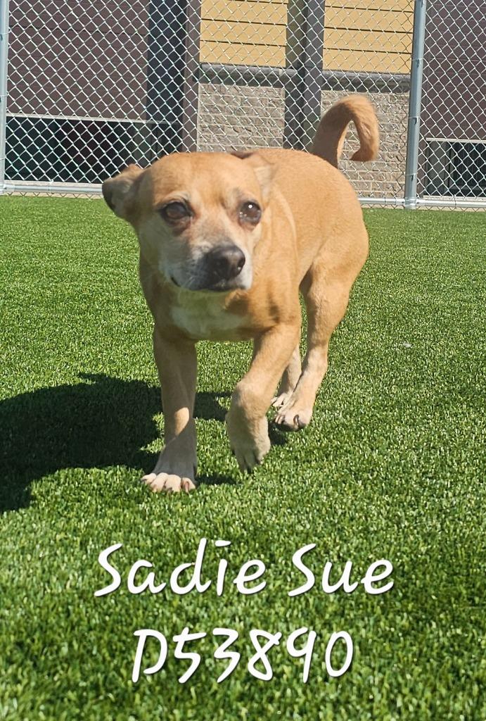Sadie Sue, a Adoptable mixed breed in Clarksville, TN image 2/2