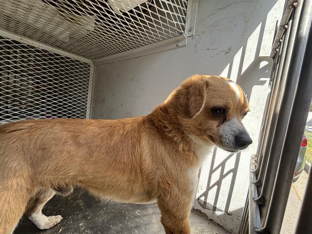 Enlarge Dallas, a ADOPTABLE Chihuahua in Thousand Oaks, CA image 2/2