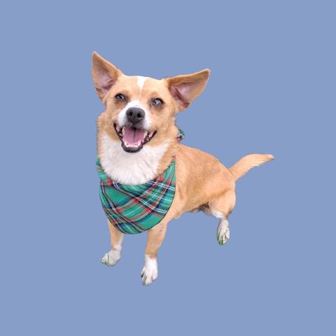 Dallas, ADOPTABLE, Adult Male Chihuahua.