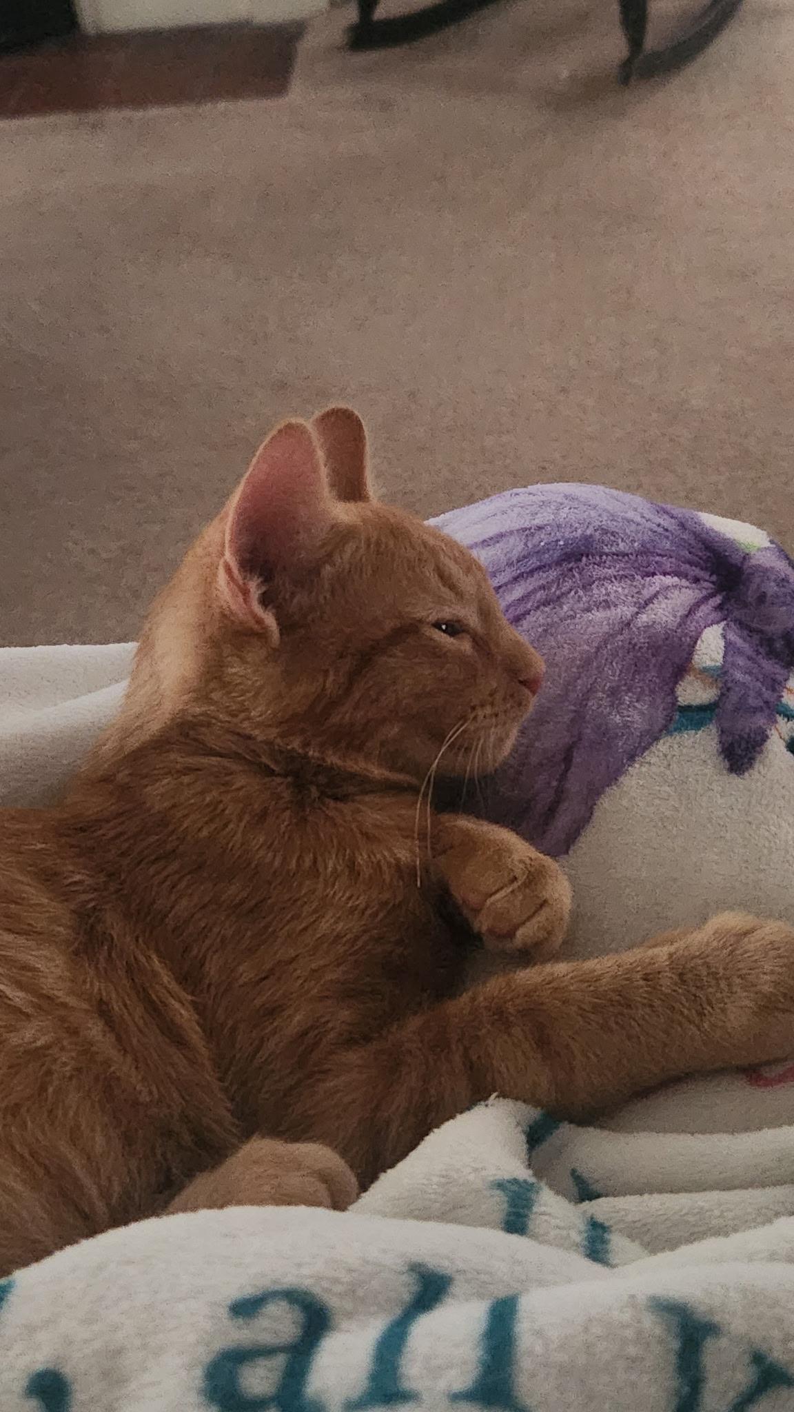 Enlarge Tigger, an adopted Domestic Short Hair in Kirklin, IN image 2/6