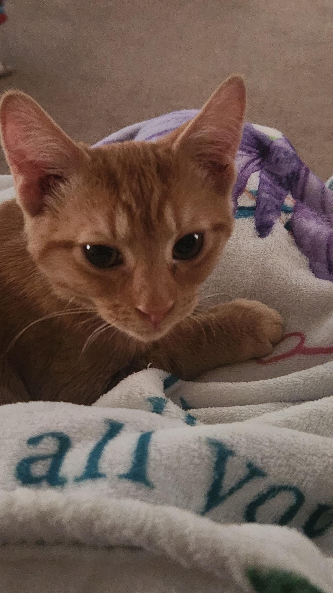 Enlarge Tigger, an adopted Domestic Short Hair in Kirklin, IN image 6/6