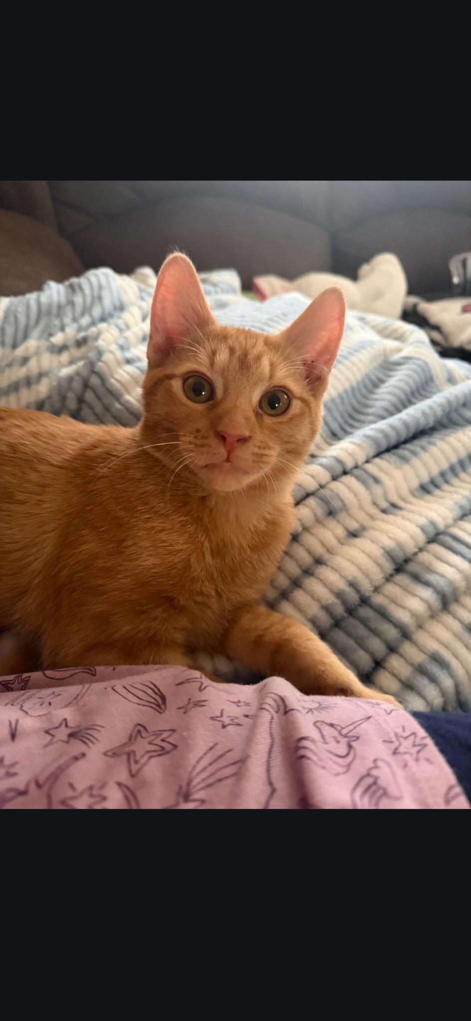 Enlarge Tigger, an adopted Domestic Short Hair in Kirklin, IN image 3/6