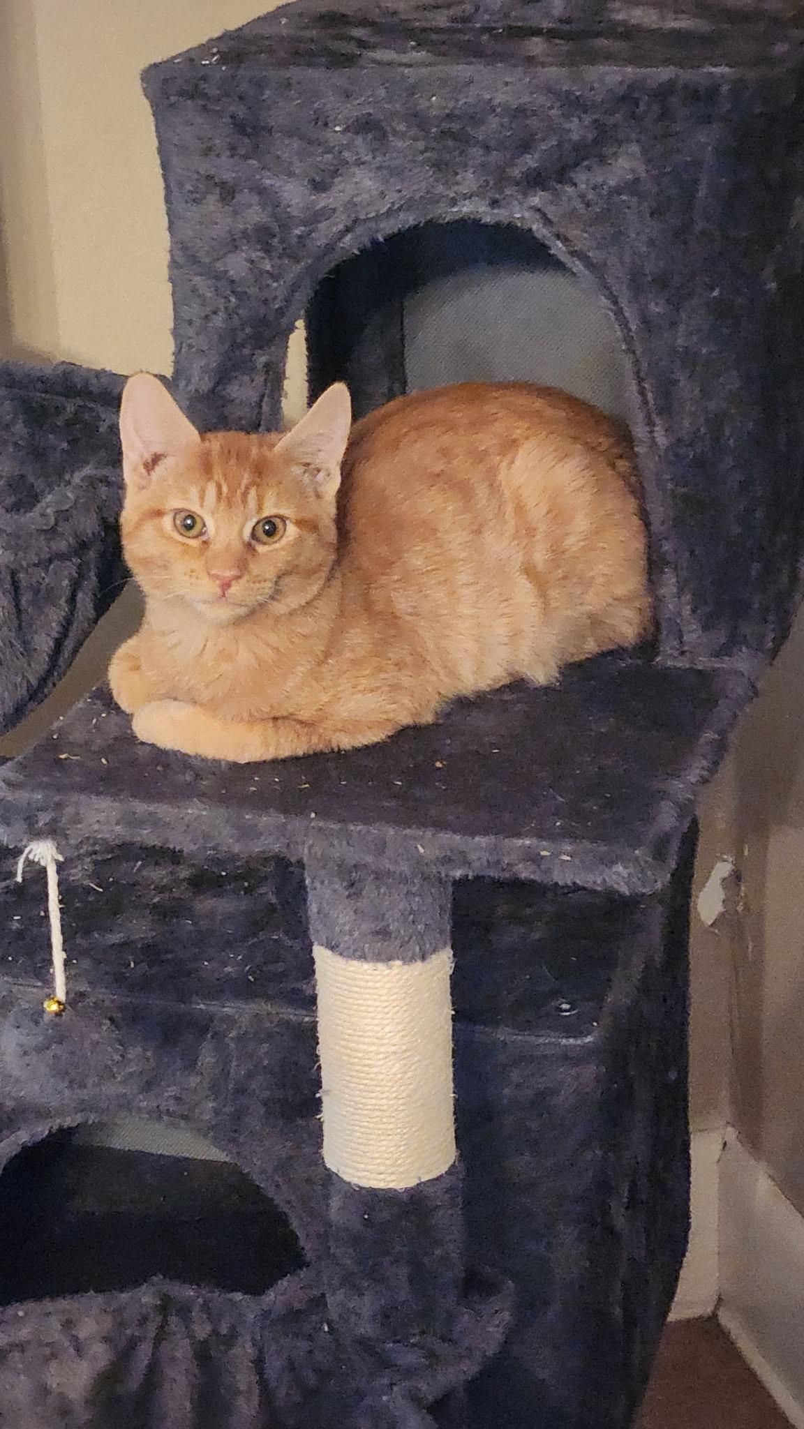 Enlarge Tigger, an adopted Domestic Short Hair in Kirklin, IN image 4/6