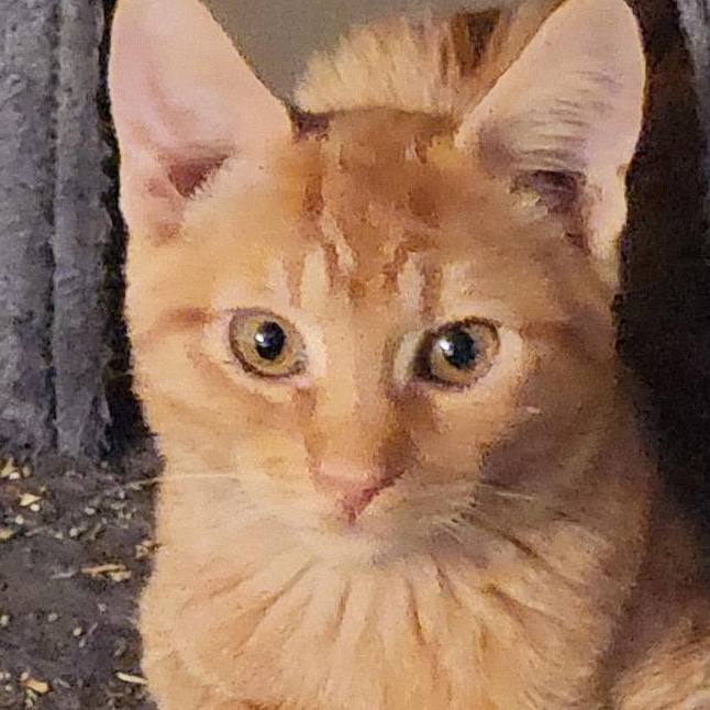 Tigger, adopted, Kitten Male Domestic Short Hair.