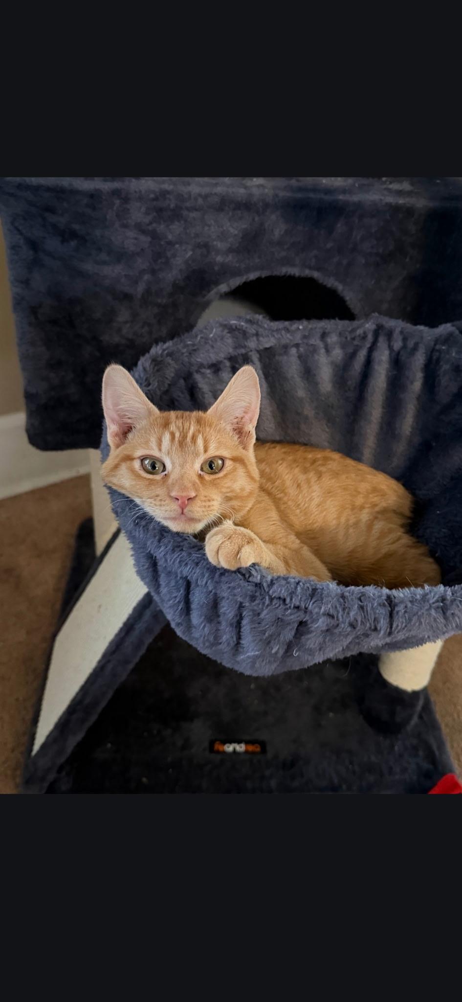 Enlarge Tigger, an adopted Domestic Short Hair in Kirklin, IN image 5/6